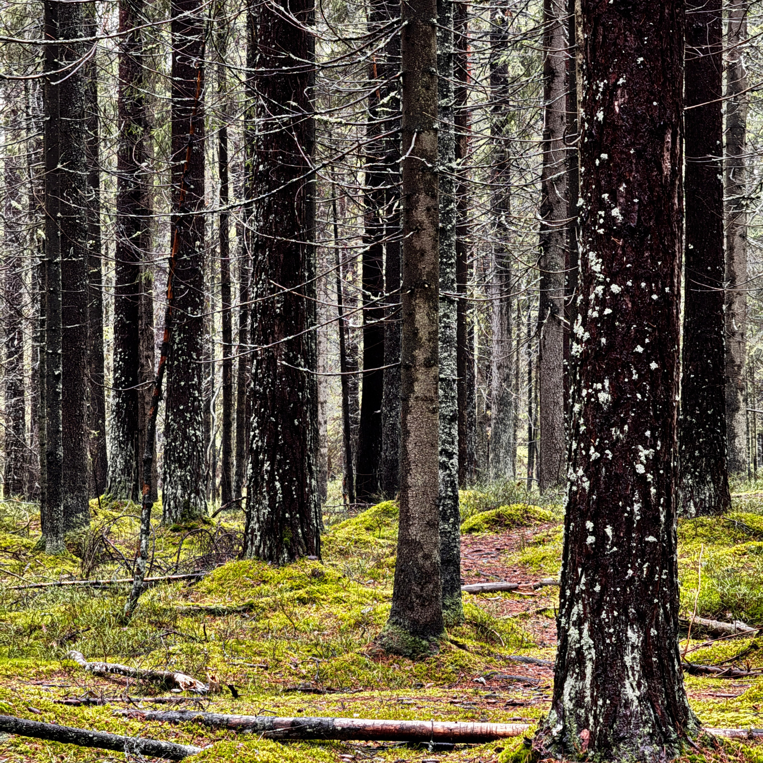 Мобилография. Коммерческий Фотограф Виктор Фоменых
