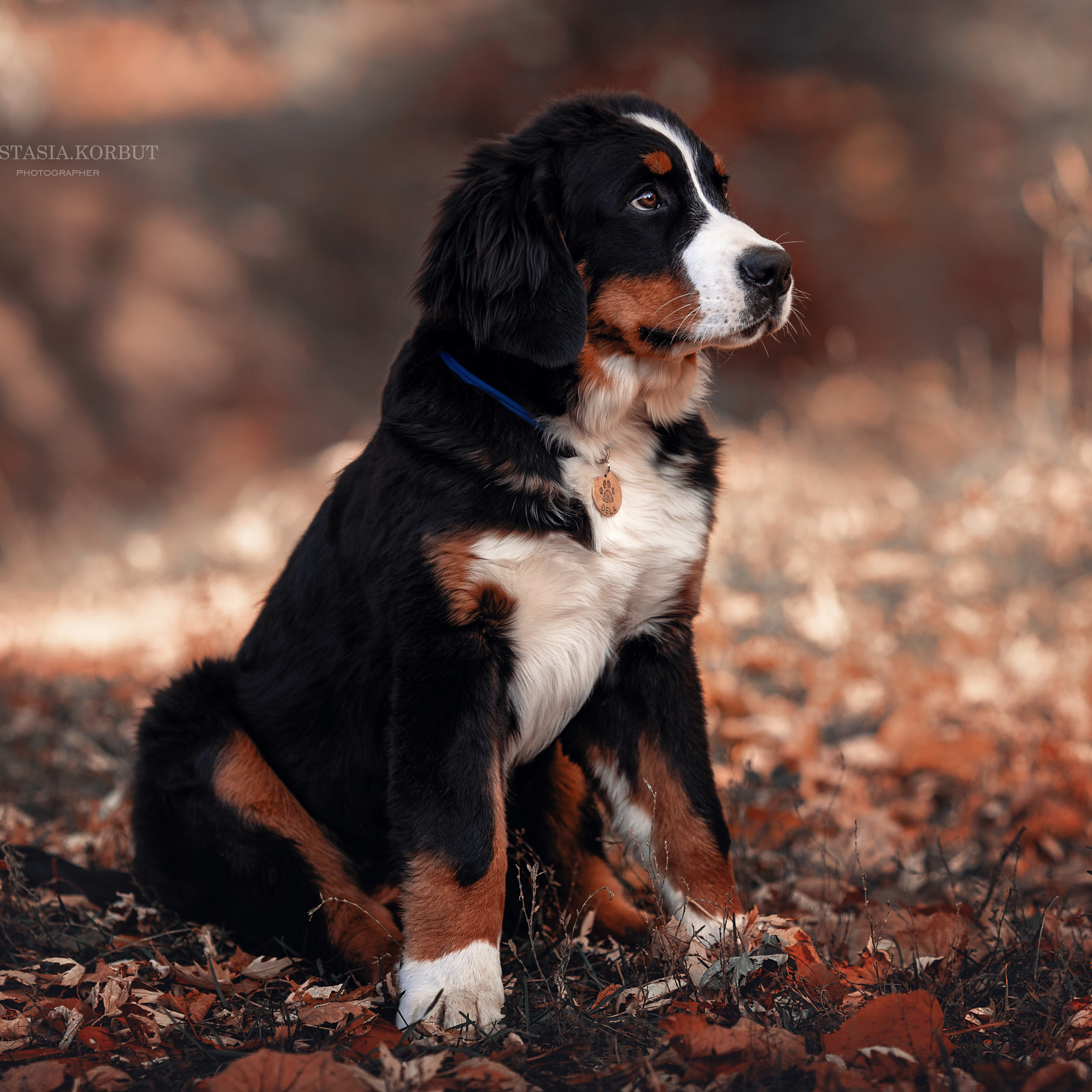 Анималистика