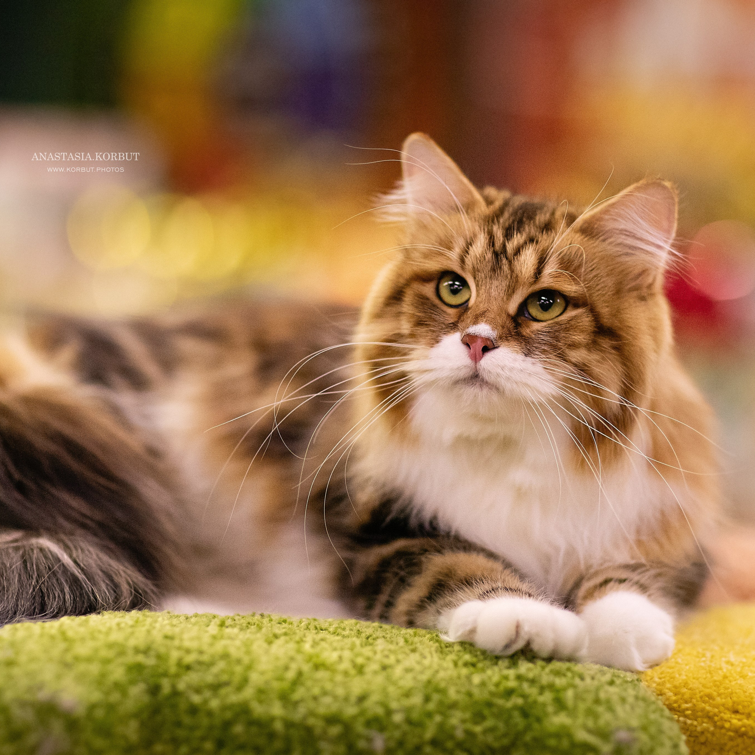 Отзывы. Арт фотограф в Минске Анастасия Корбут