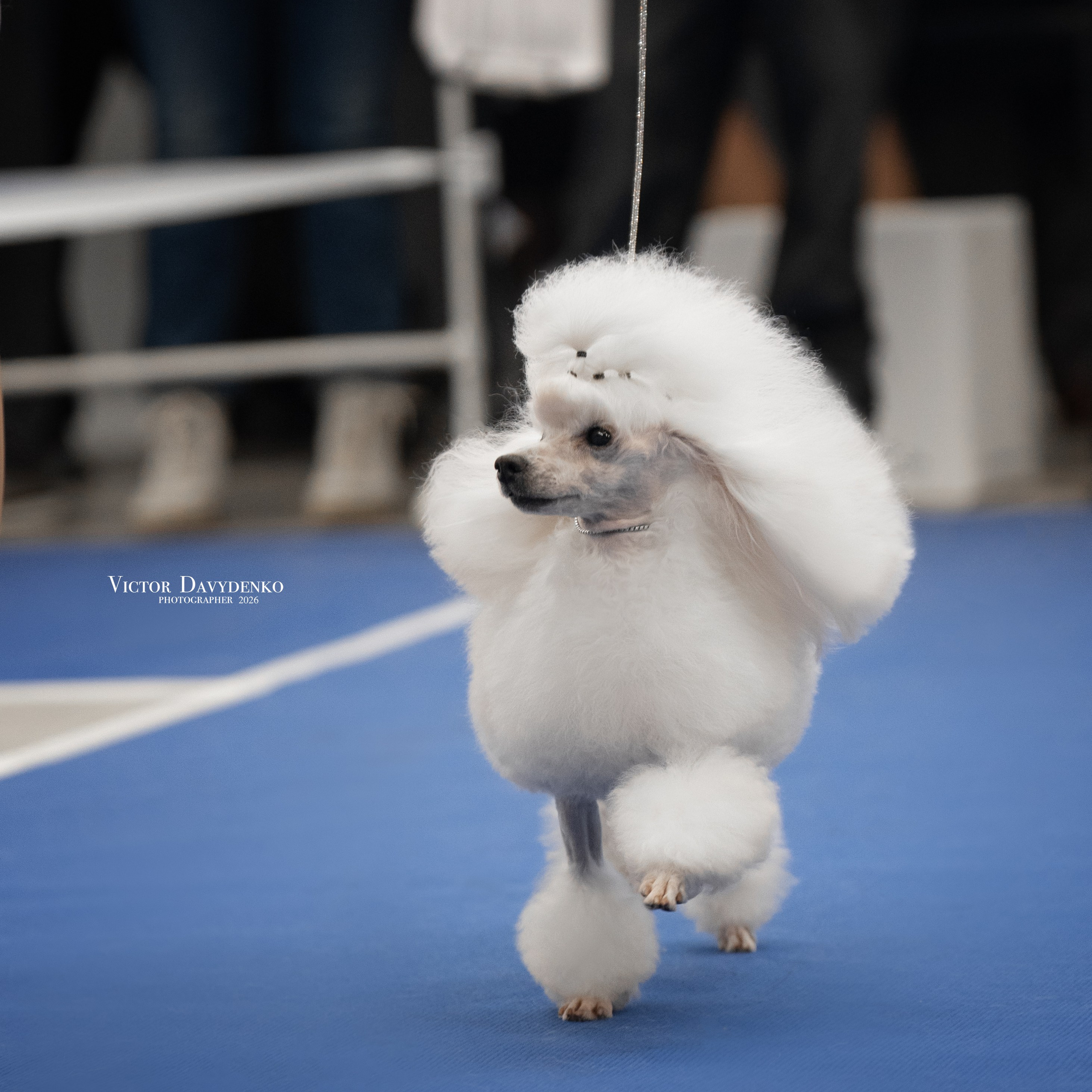 Dog Show