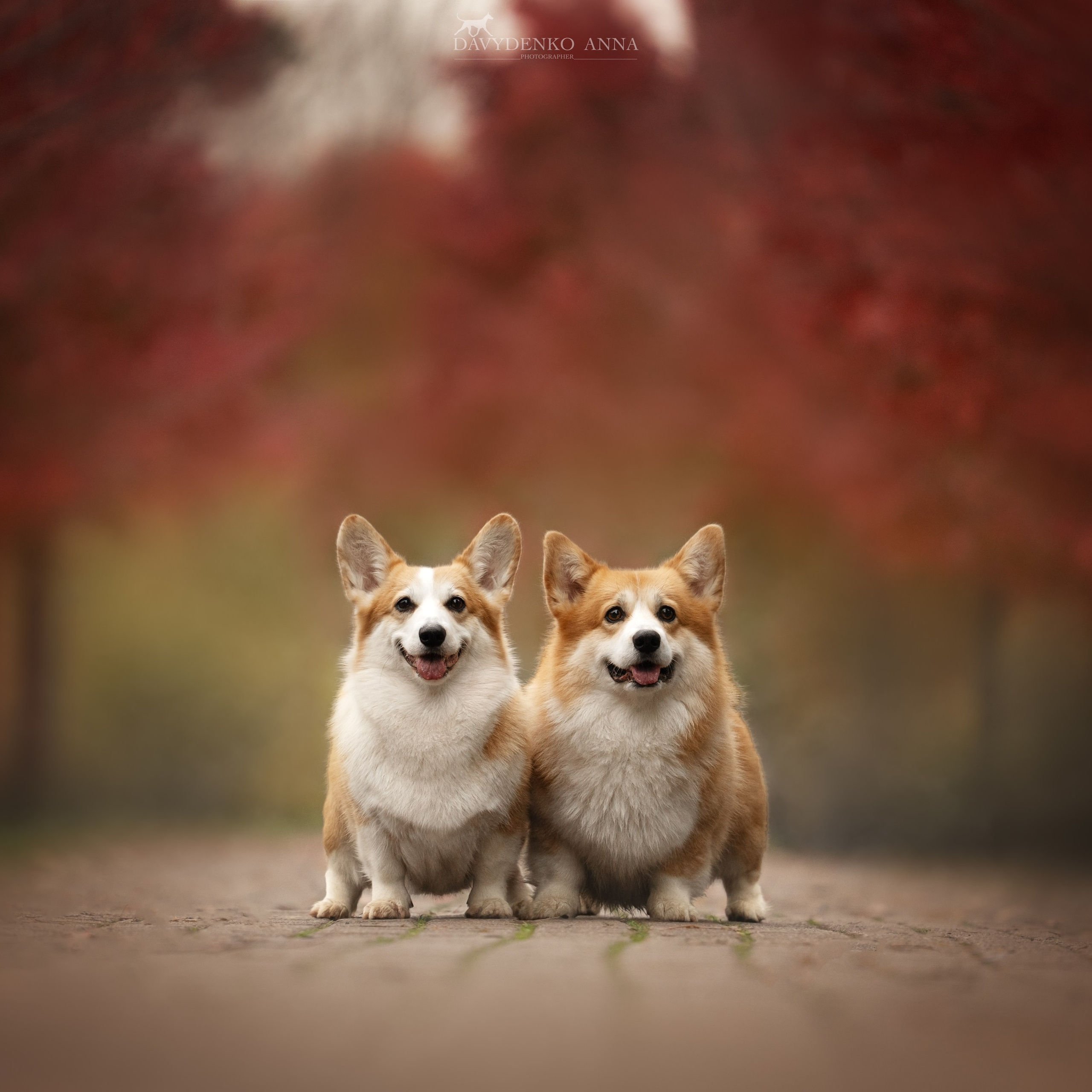 Кристина — Булка и Пончик — фотосессия в Краснодаре в ботаническом саду _ Вельш Корги Пемброк