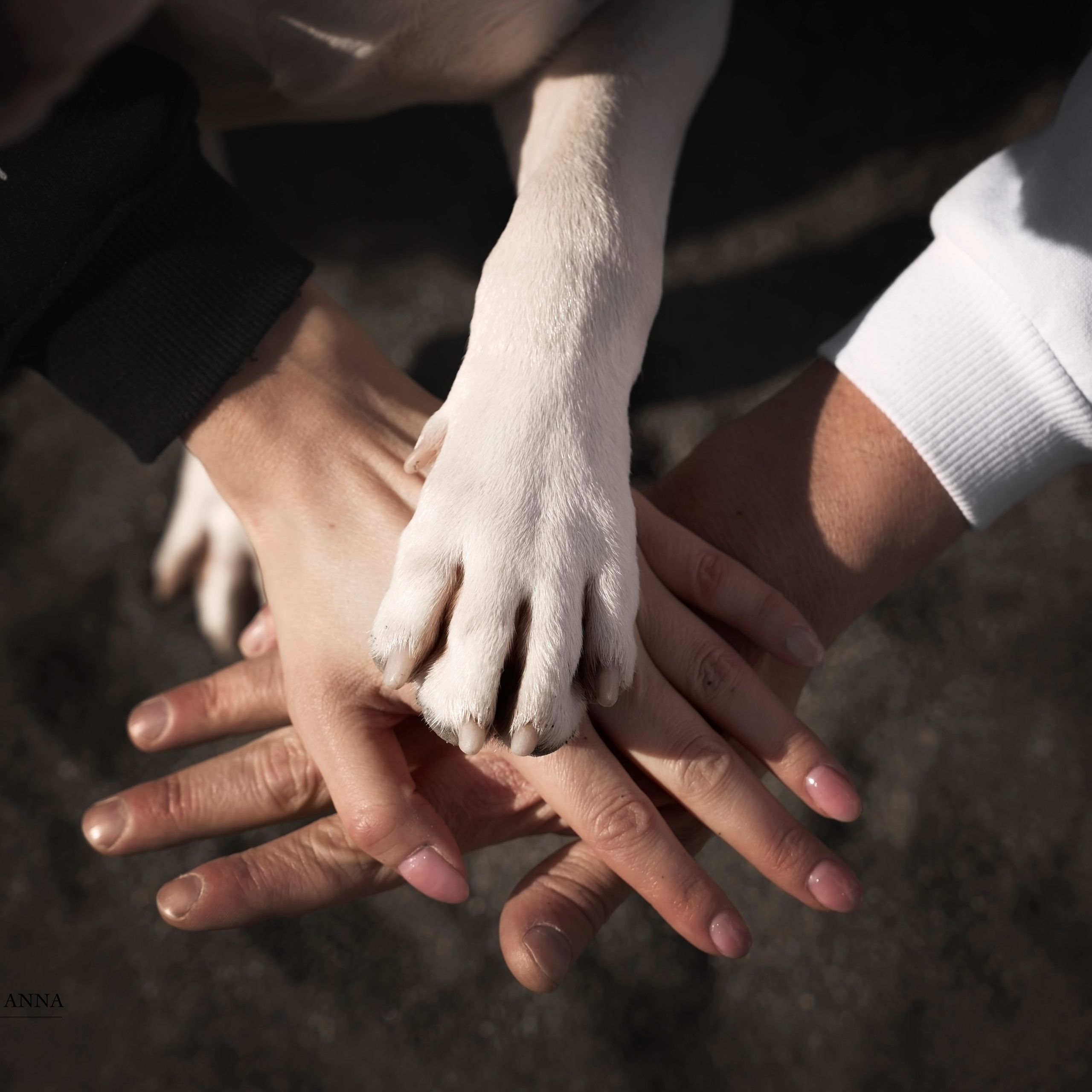 Семейная фотосессия в Сочи с амстаффом (Дарья, Вячеслав и Рома)