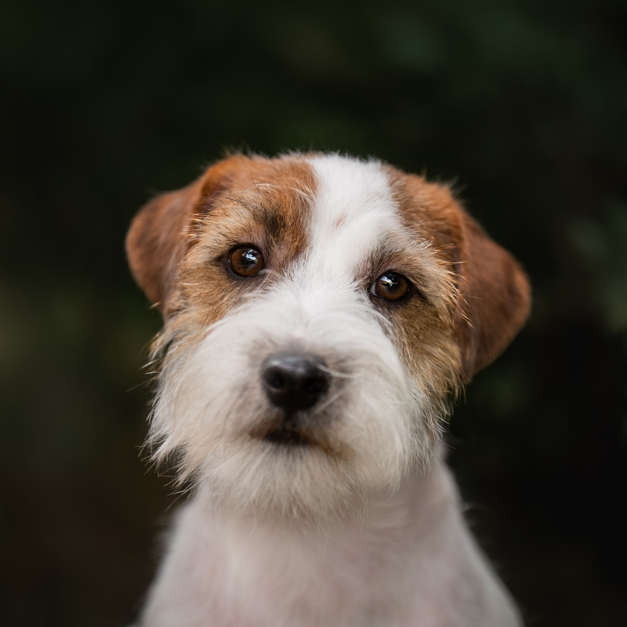 Животные отдельно