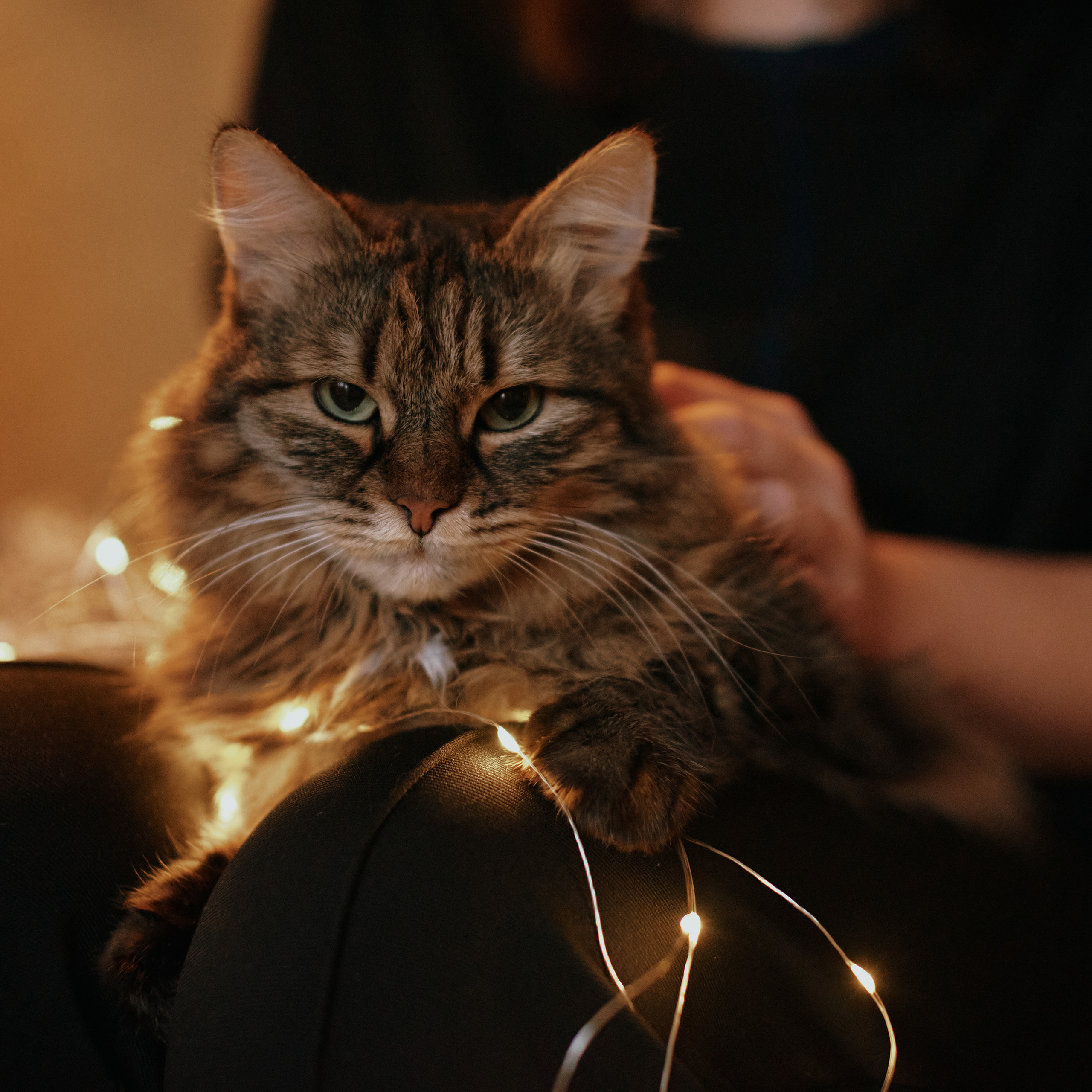 Домашние зарисовки