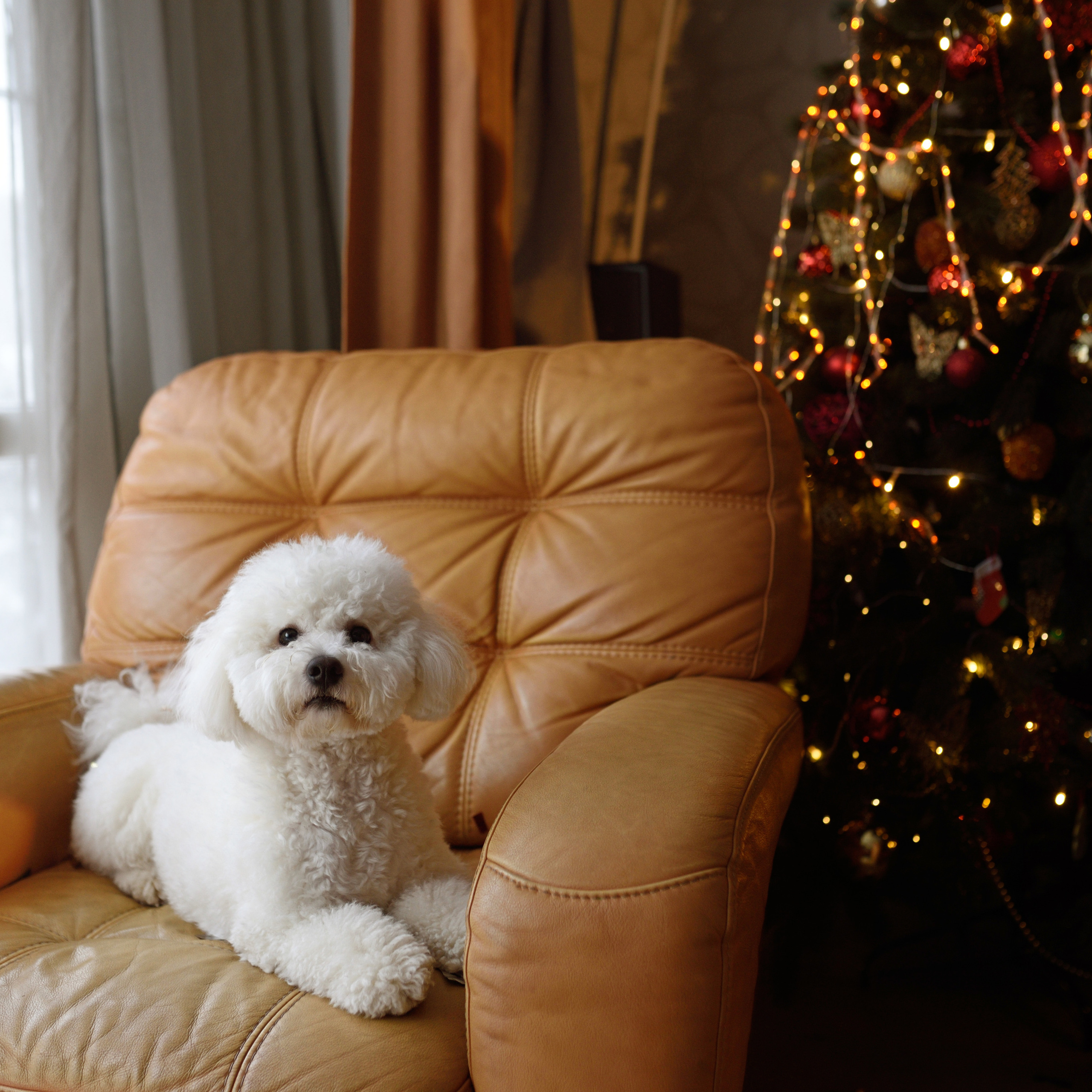 Семейное предновогоднее