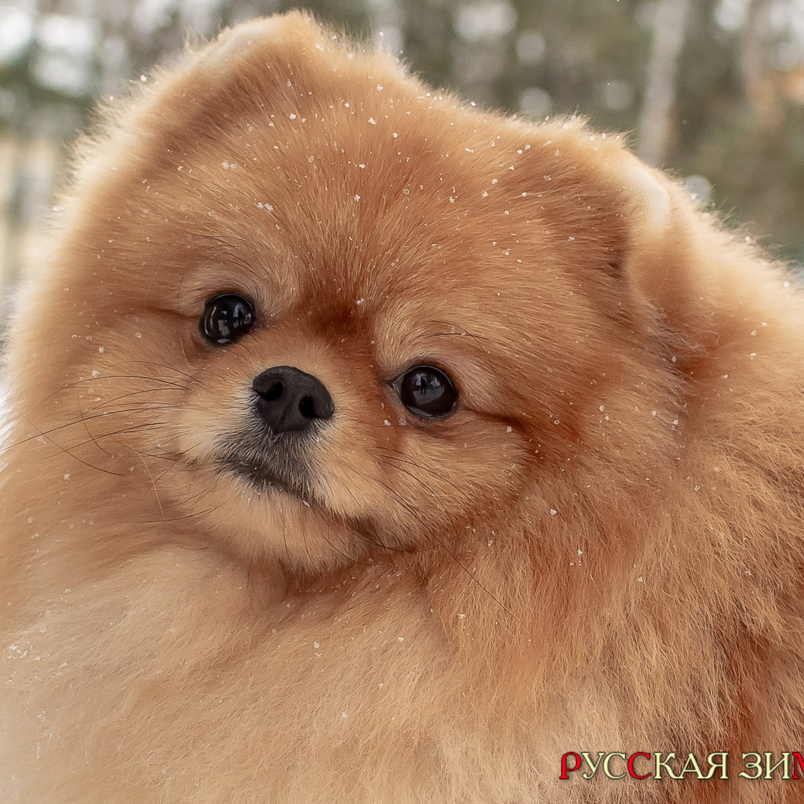 Отзывы. Фотограф Алексей Новрузов