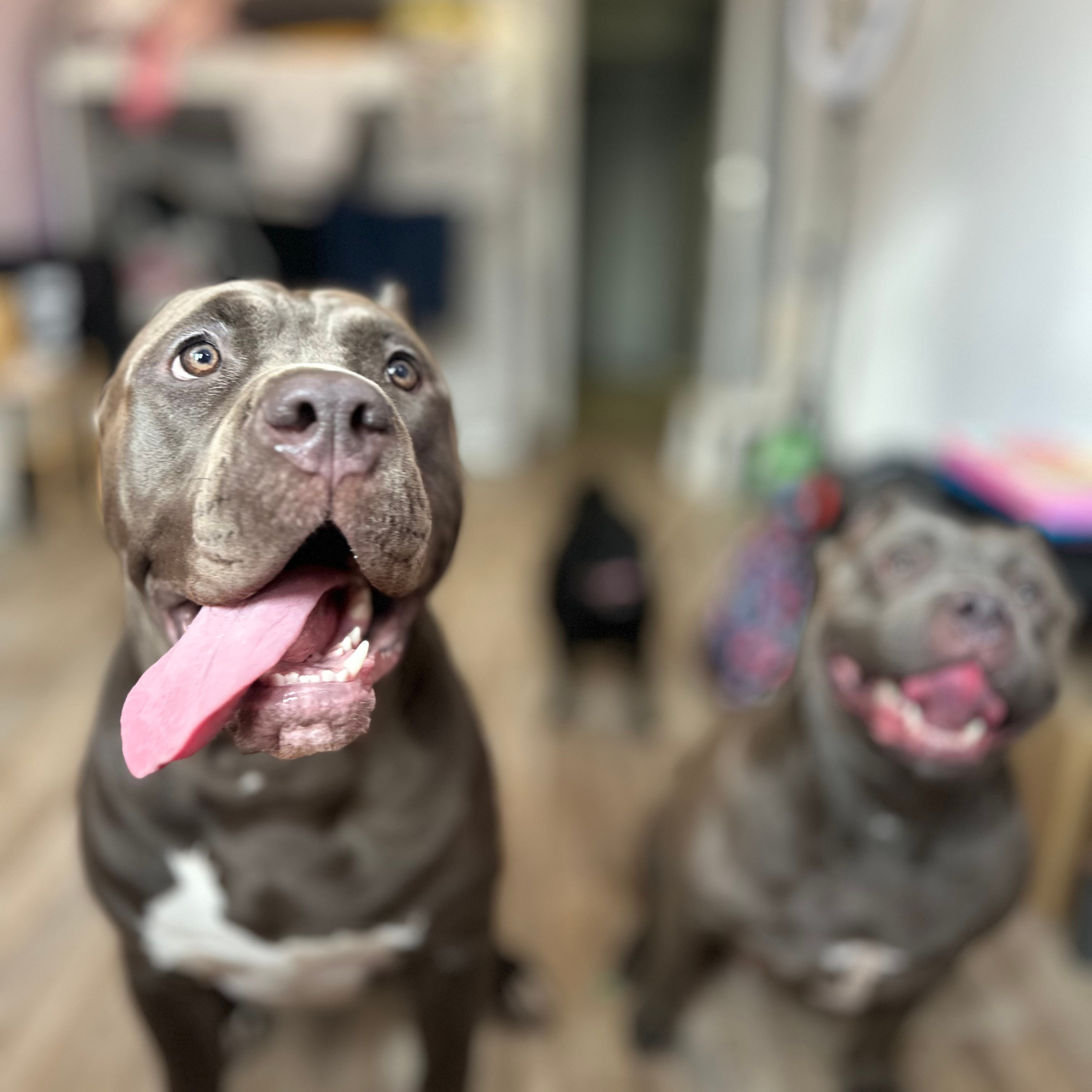 Отзывы. Американские булли XL в г. Калининград. Питомник Great Bully UNIVERSE