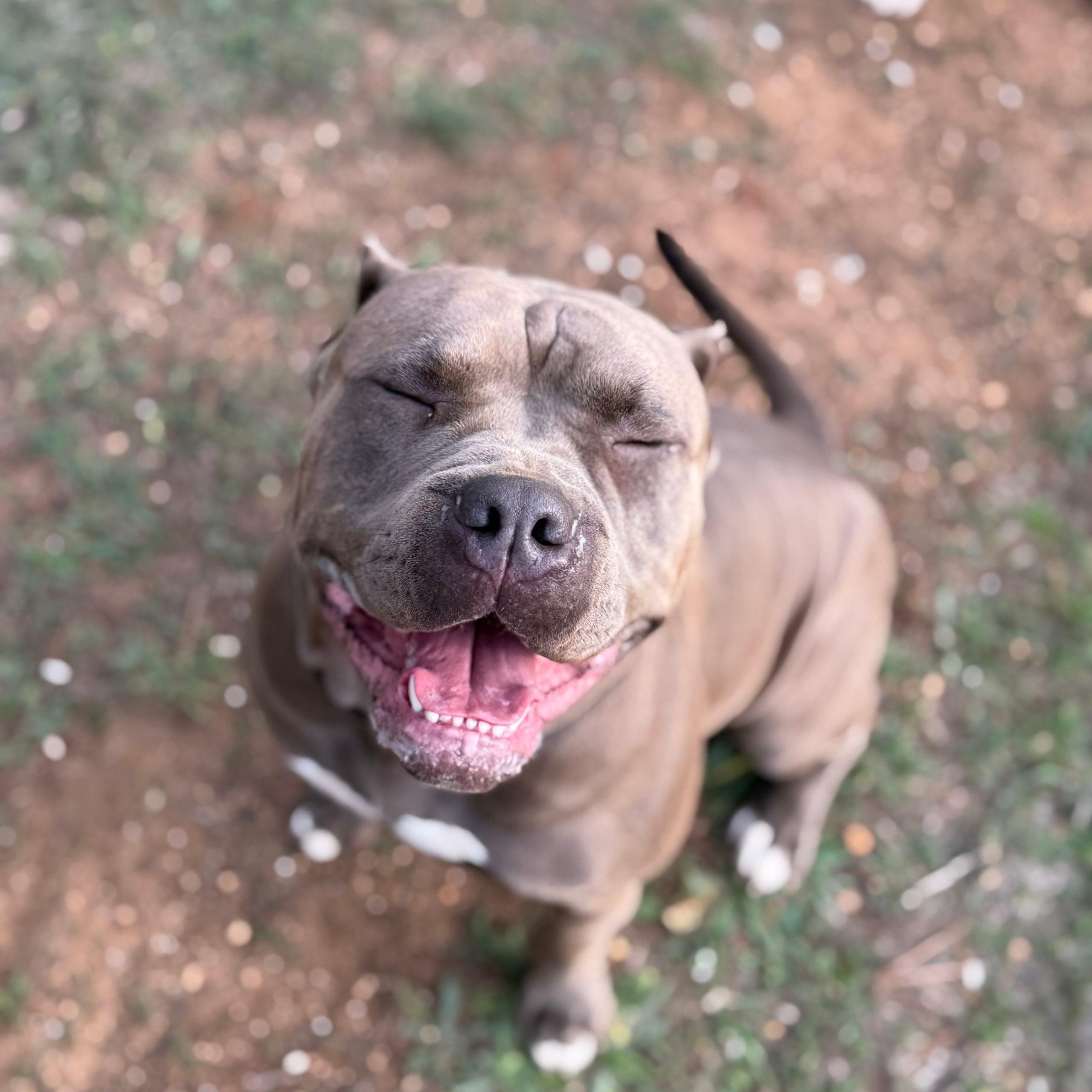 Американские булли XL в г. Калининград. Питомник Great Bully UNIVERSE