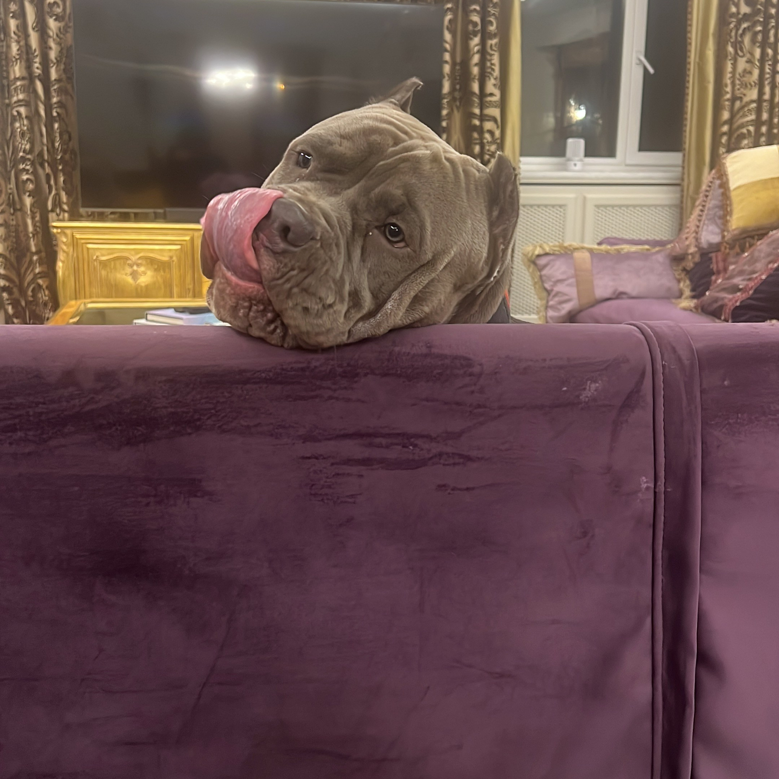 Американские булли XL в г. Калининград. Питомник Great Bully UNIVERSE