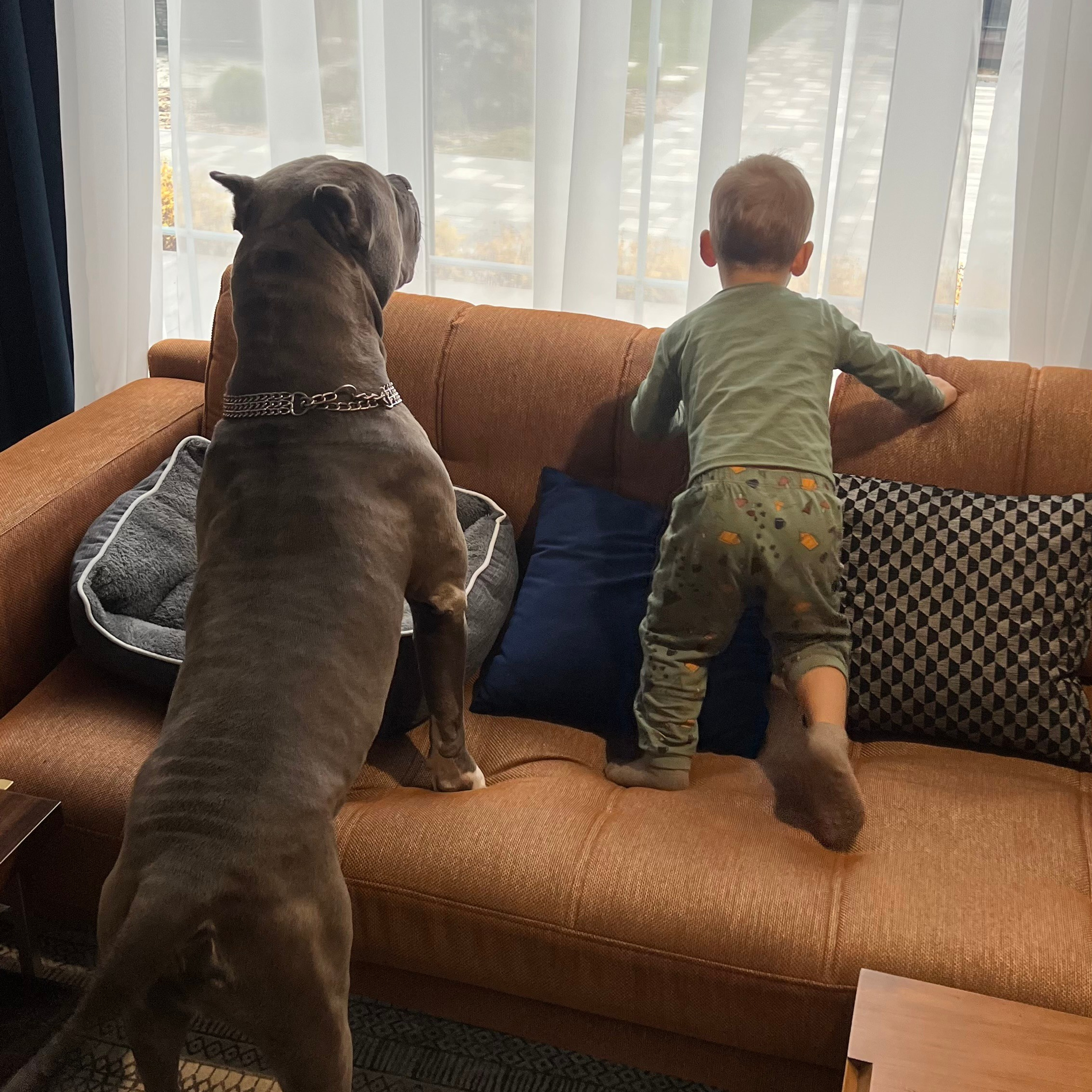 Отзывы. Американские булли XL в г. Калининград. Питомник Great Bully UNIVERSE