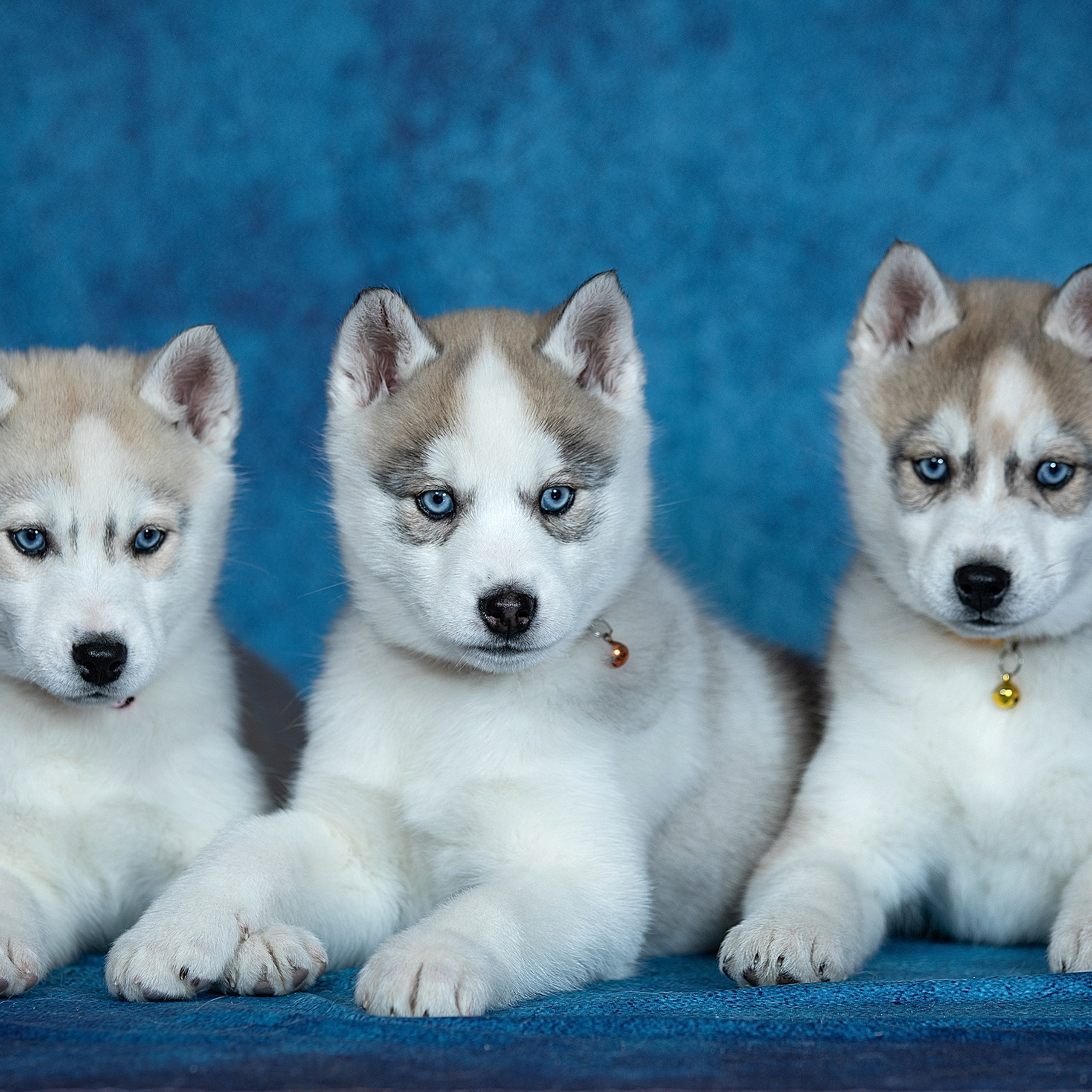 Отзывы. Фотограф в Москве Даша Зуева