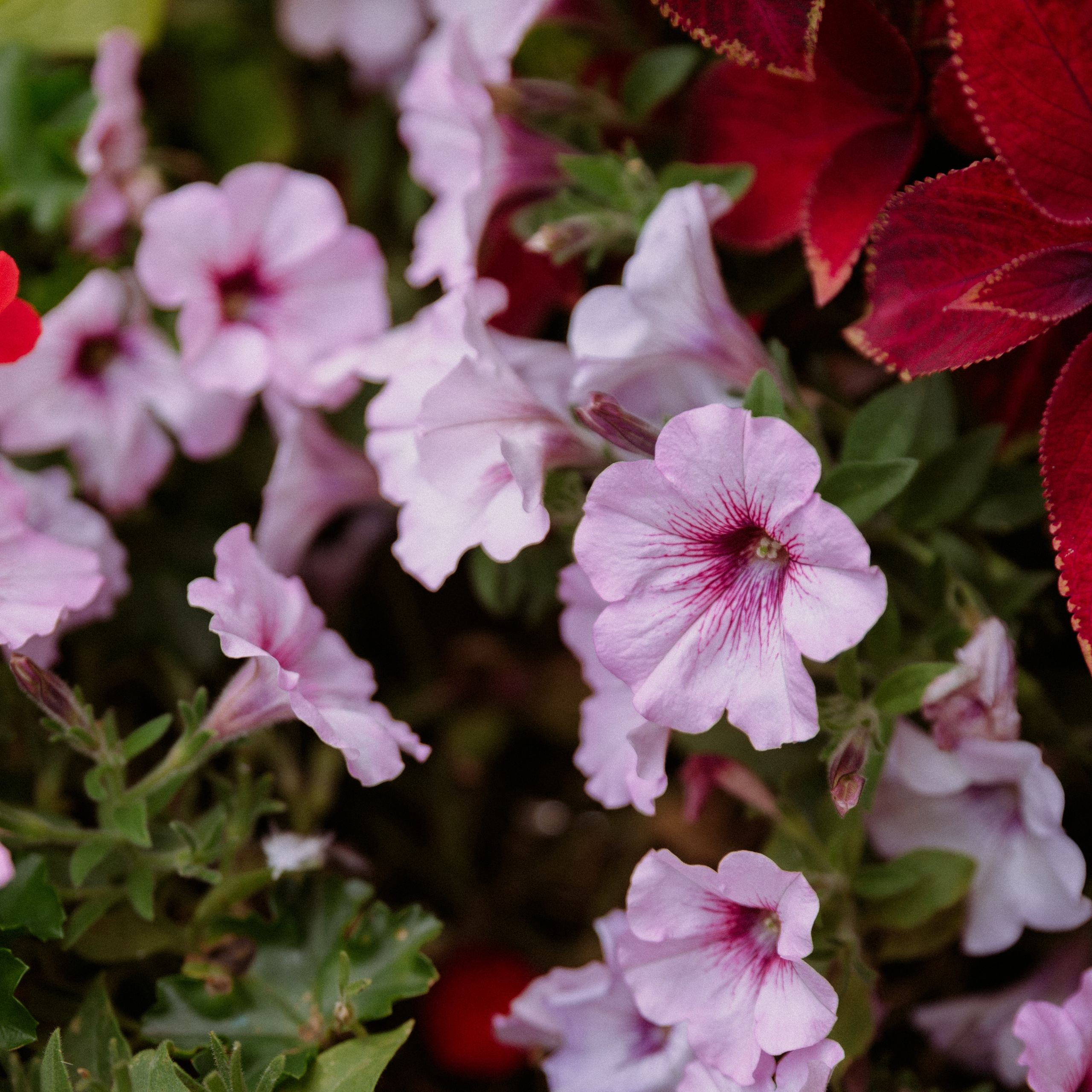 Отзывы. Фотограф в Санкт-Петербурге Юлия Стехова