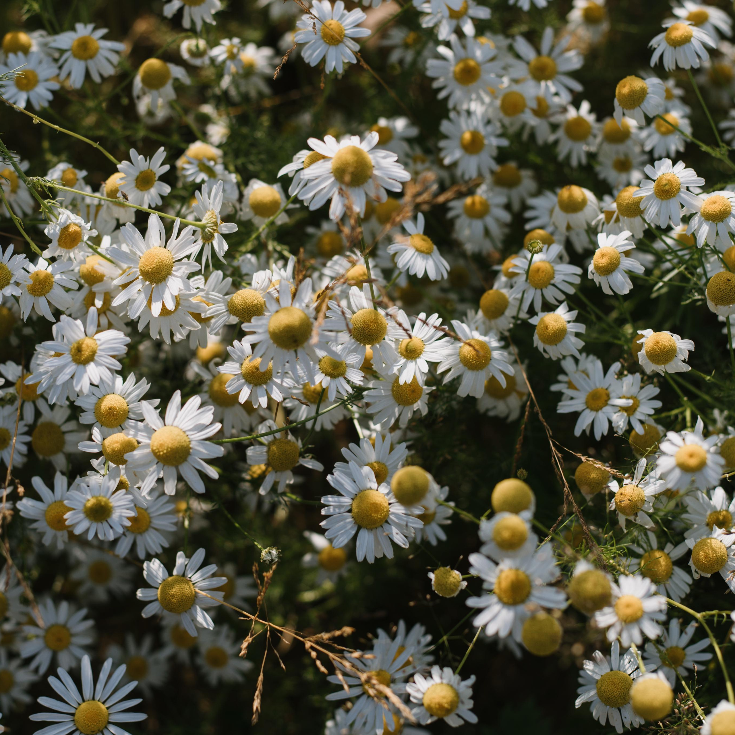 Отзывы. Семейный фотограф в Москве