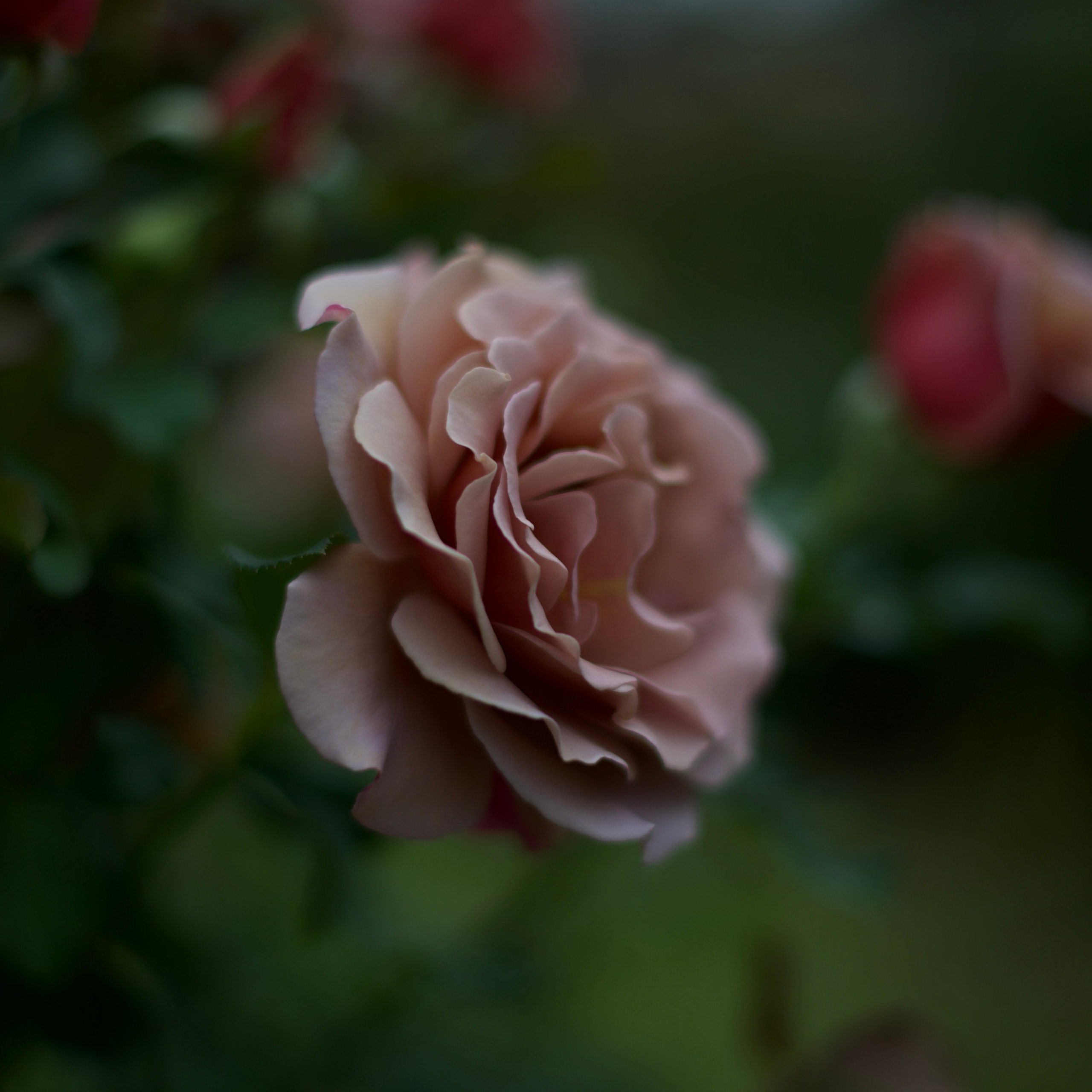 Цветы сада МГУ