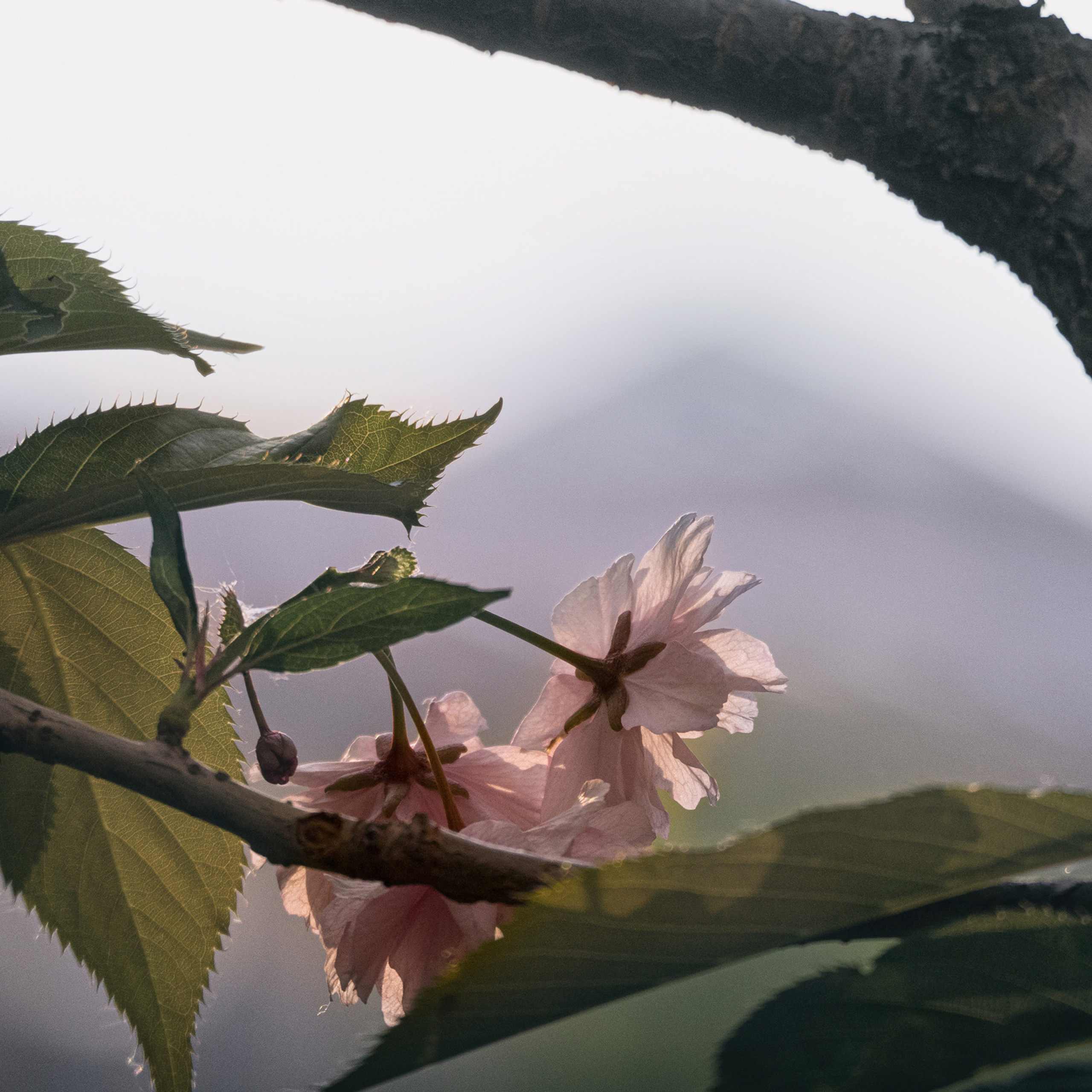 Отзывы. Фотокартины Елены Гонтаренко