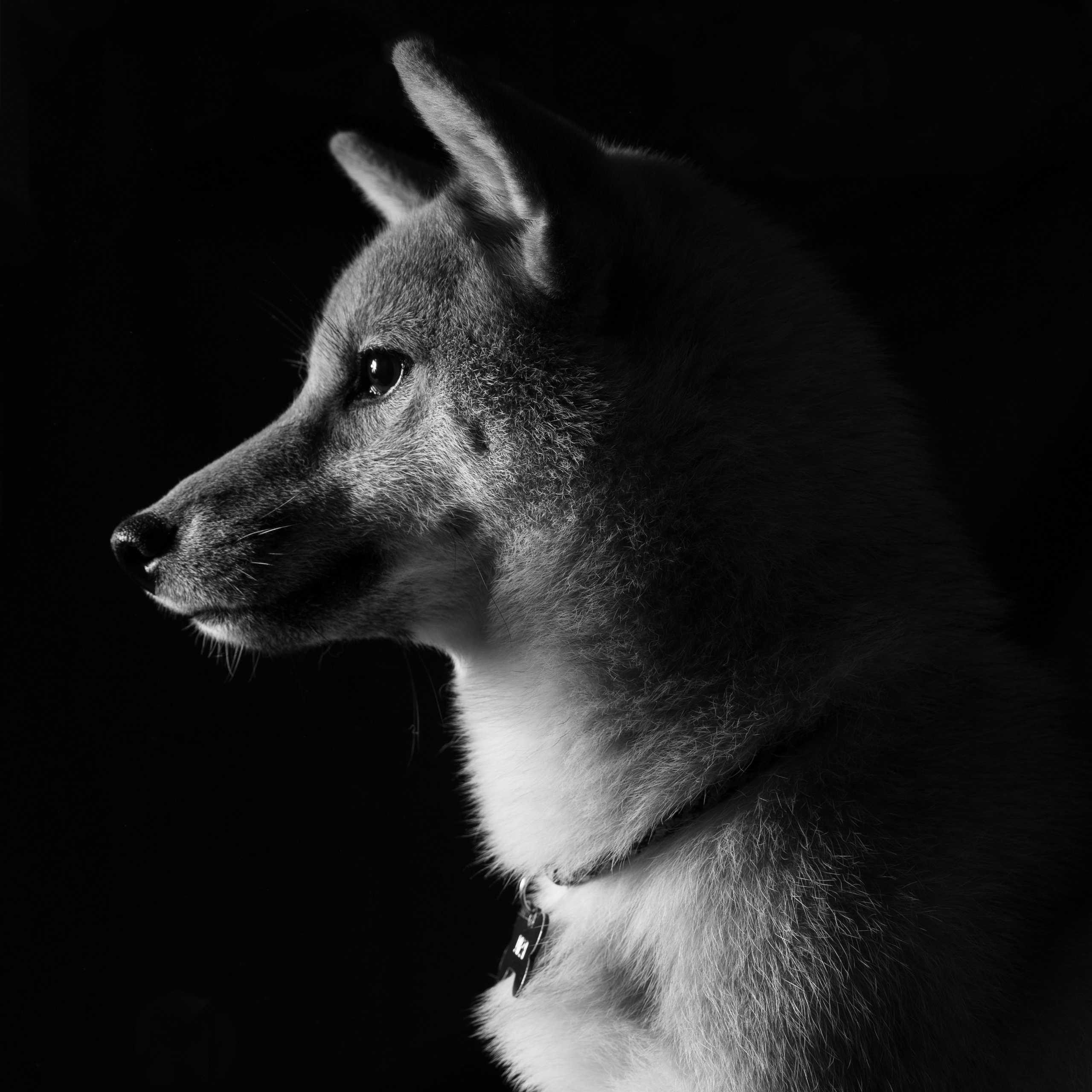 dog portrait
