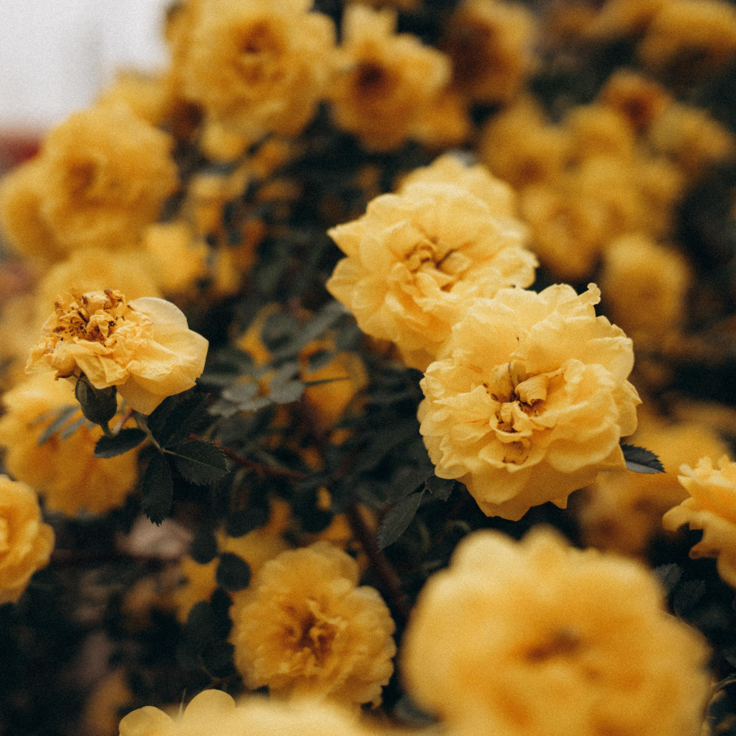 Отзывы. Портретный и семейный фотограф в Саратове Елена Шустова