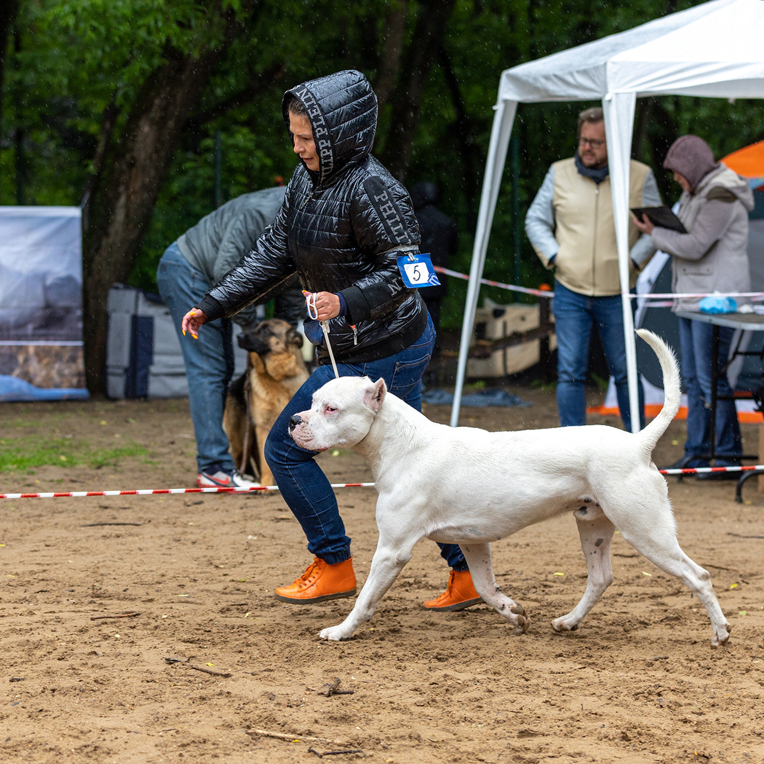 Отзывы. Борис Артамонов фотограф — анималист. Москва