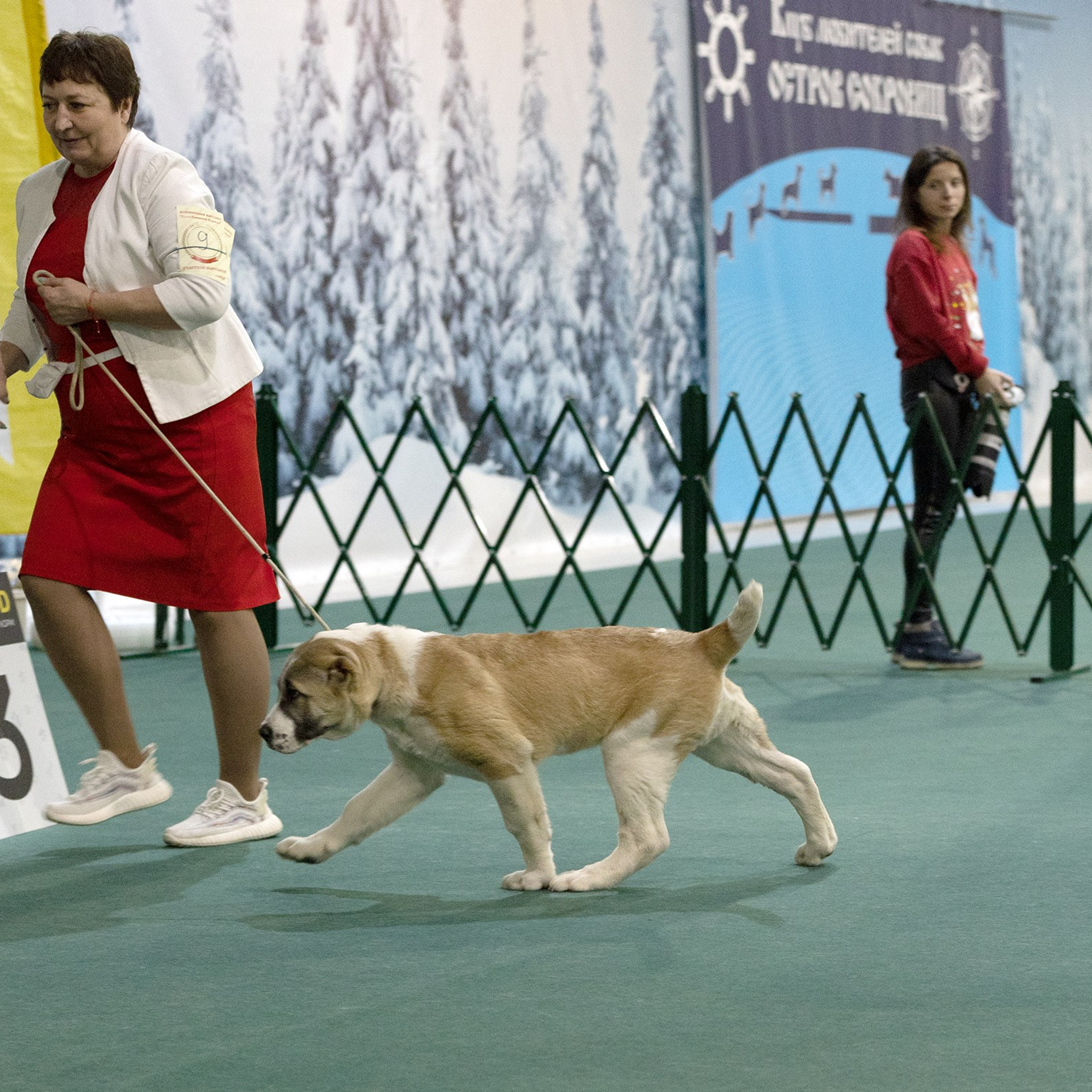 Отзывы. Борис Артамонов фотограф — анималист. Москва