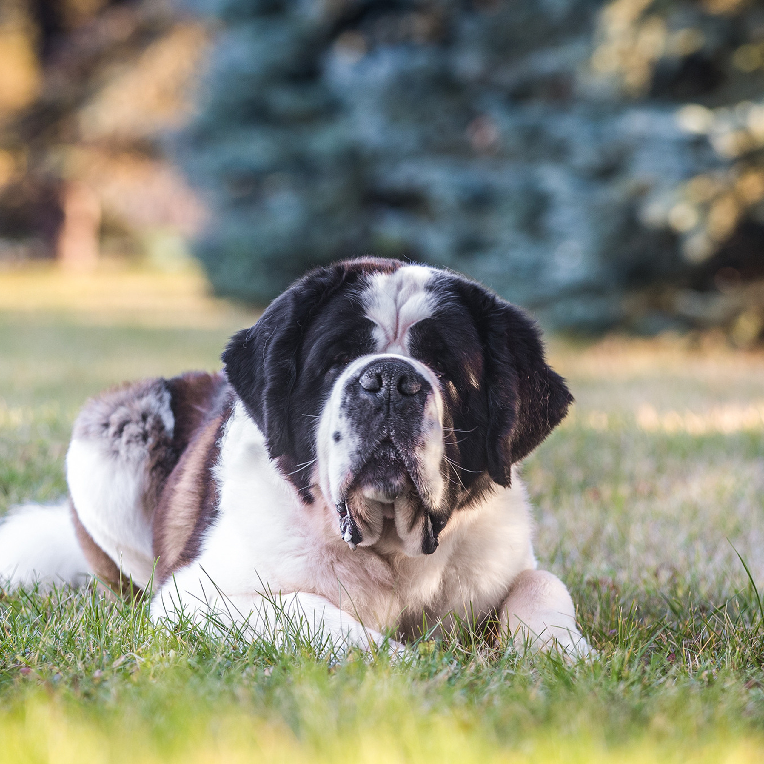 ФОТОСЕССИЯ СЕНБЕРНАР