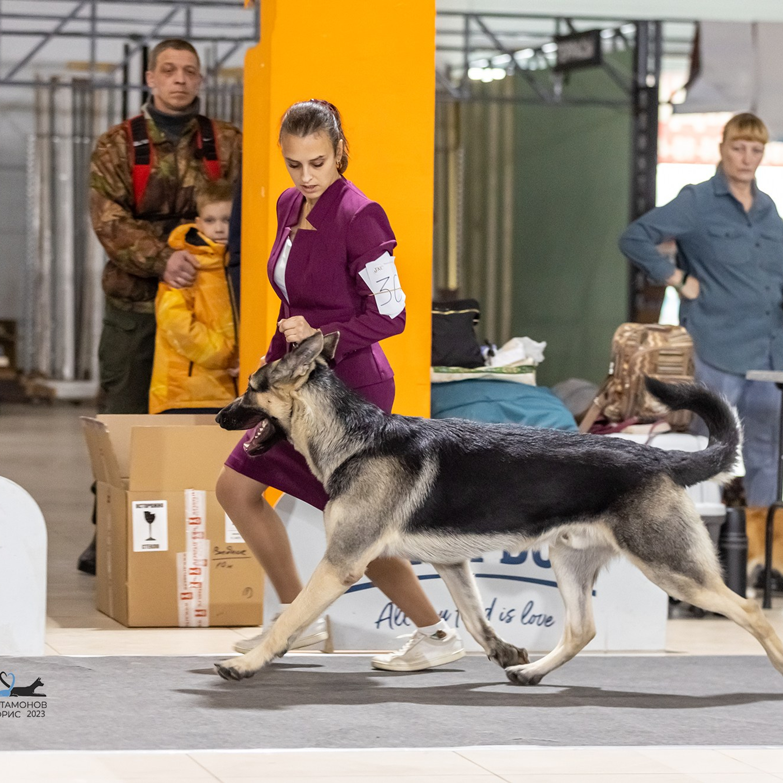 Отзывы. Борис Артамонов фотограф — анималист. Москва