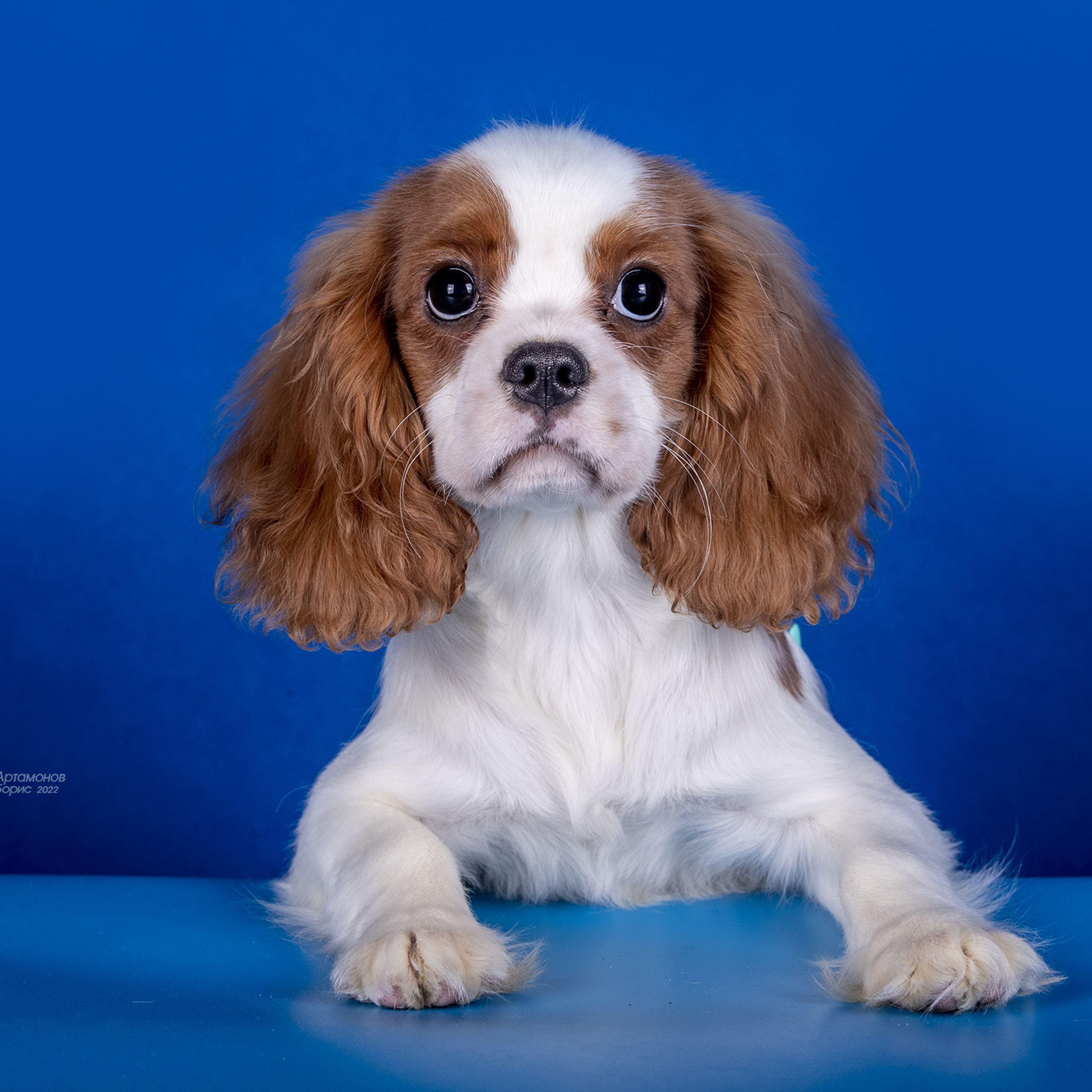 КАВАЛЕРЧИКИ