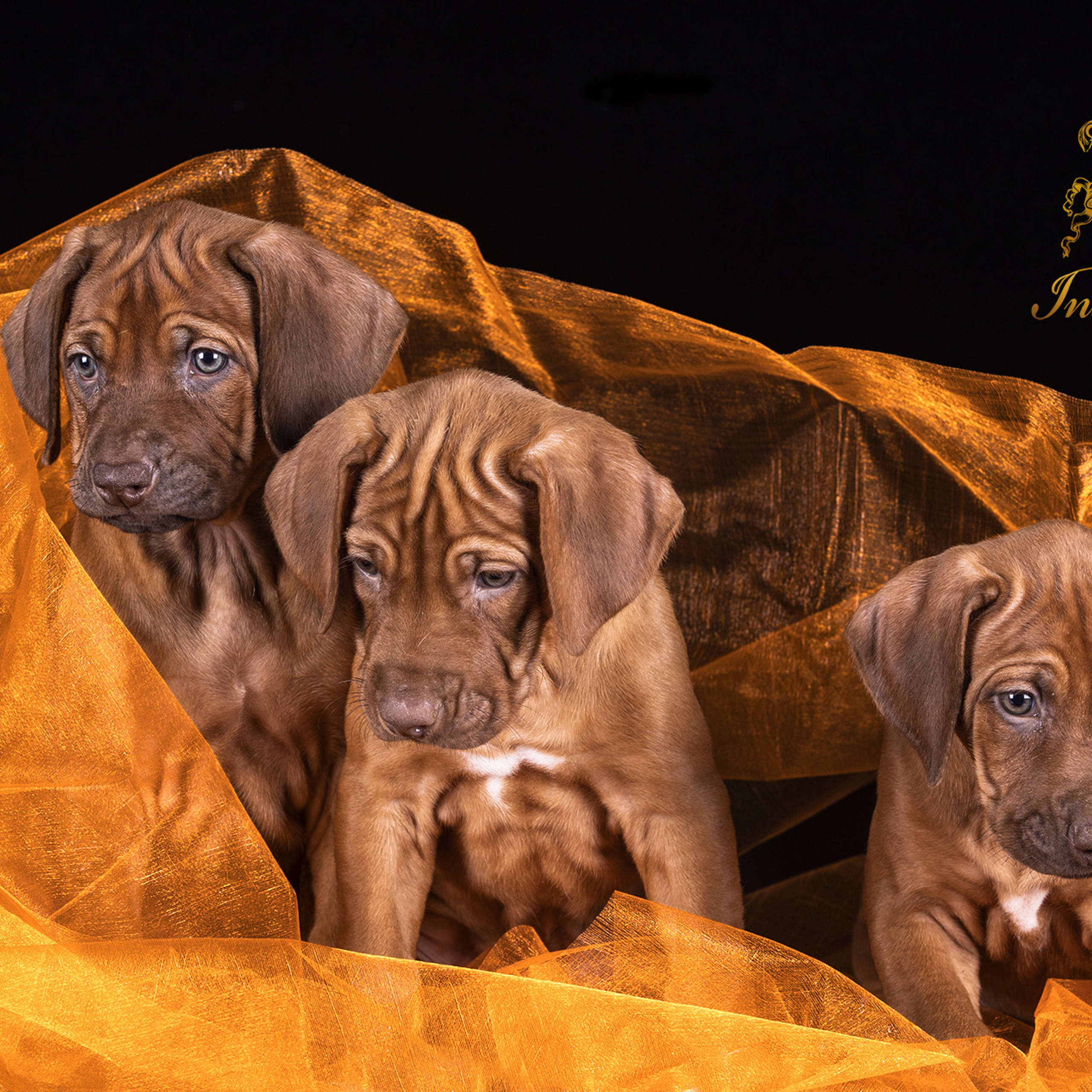 Щенки риджбеки