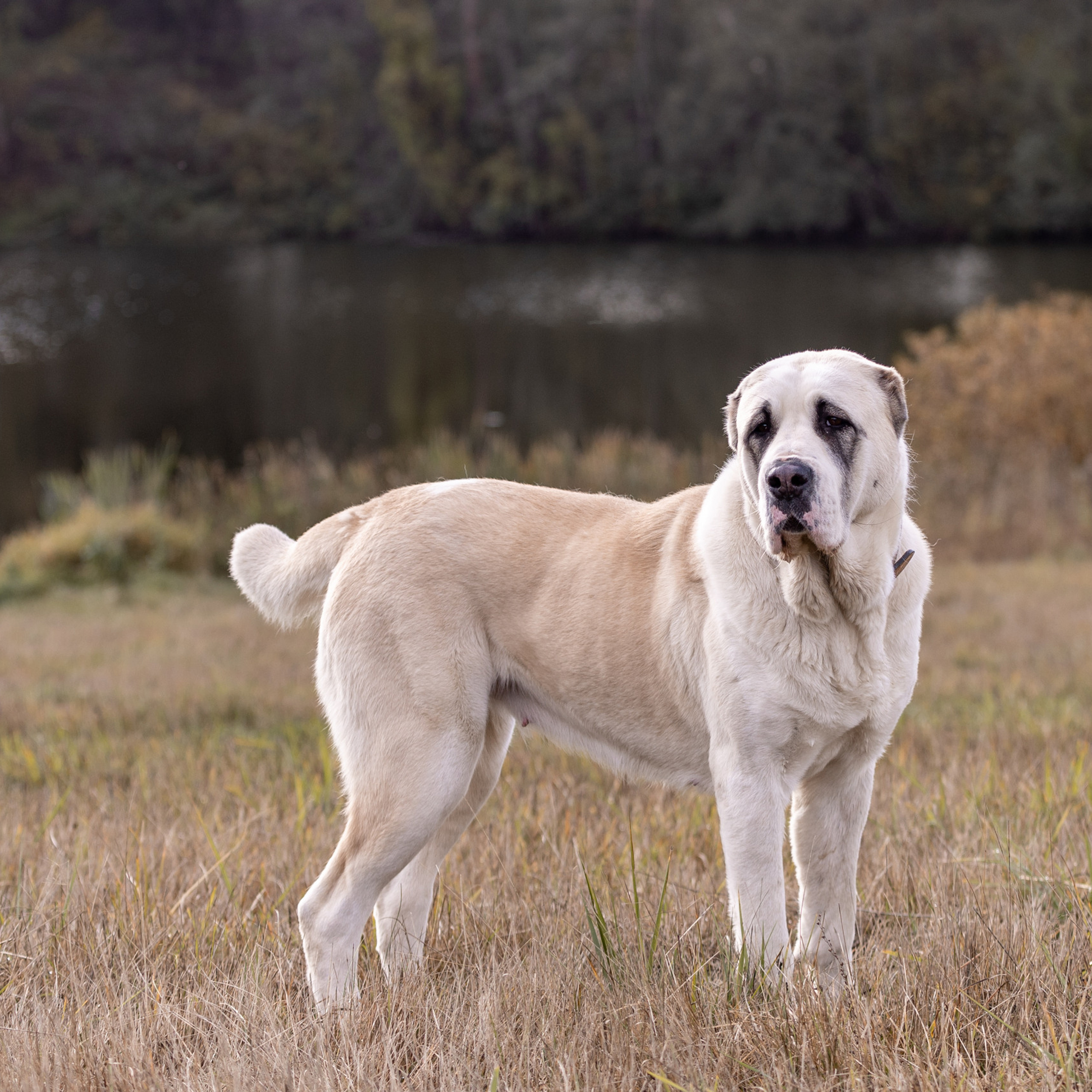 Отзывы. Борис Артамонов фотограф — анималист. Москва