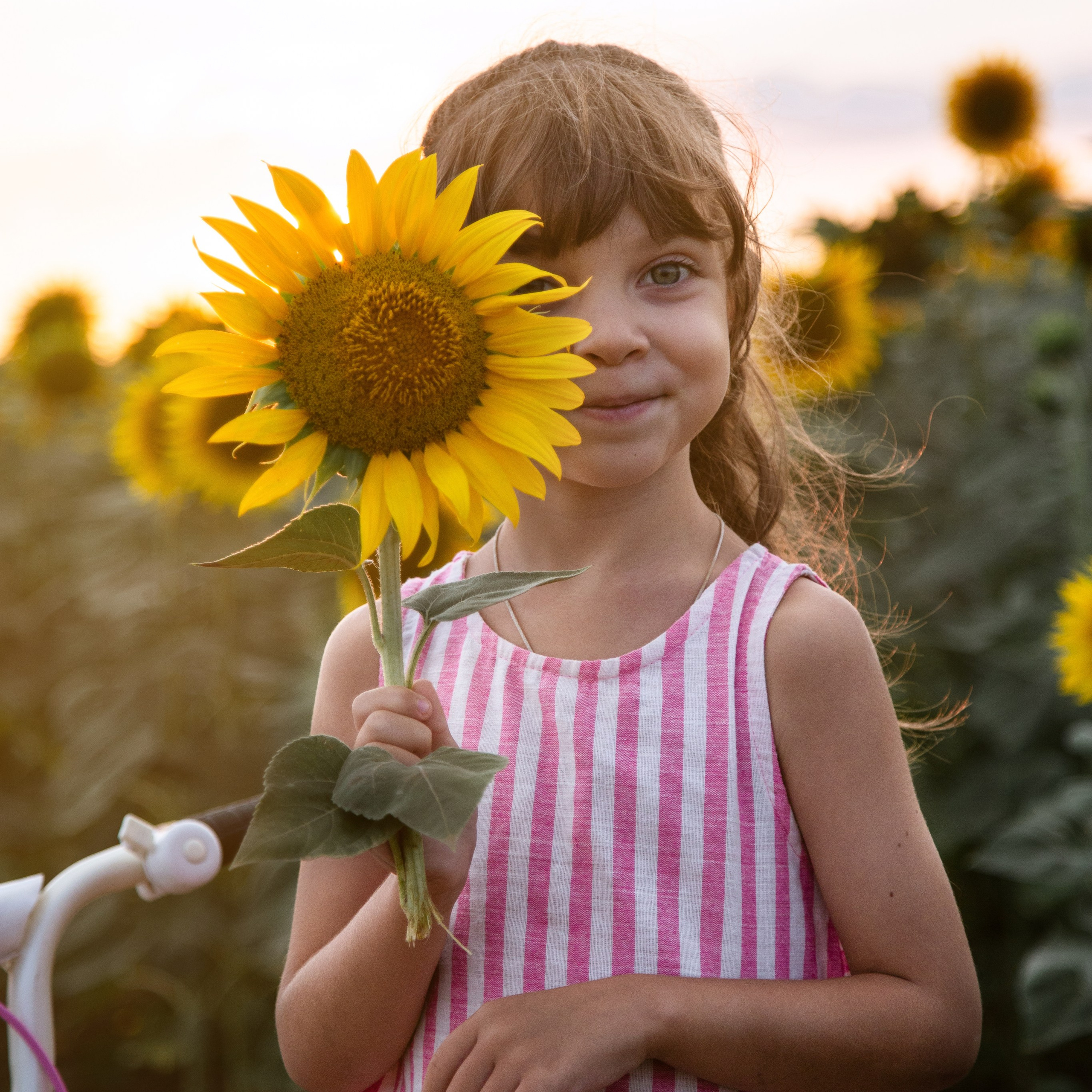 Подсолнухи