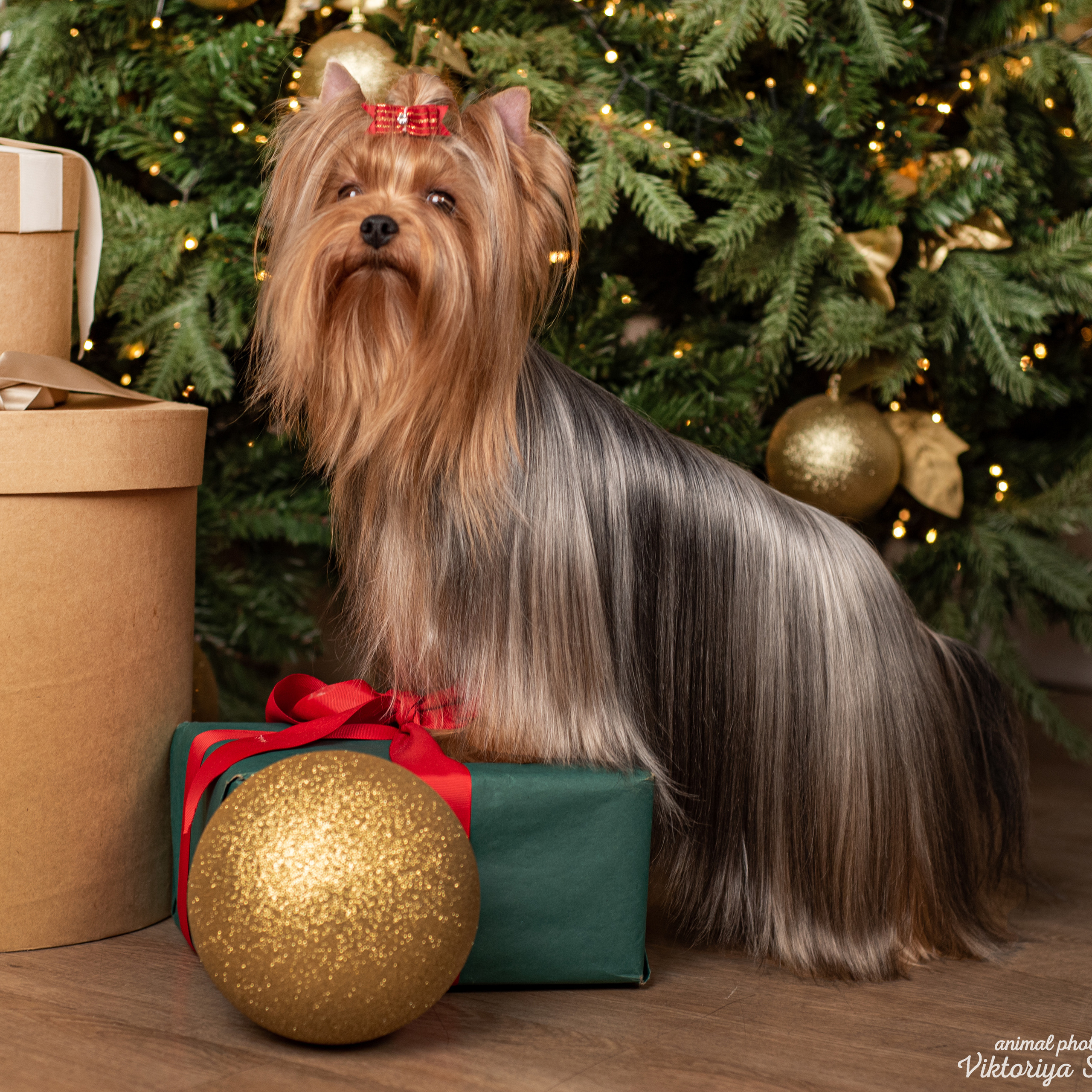 Саша, Пери и Френк