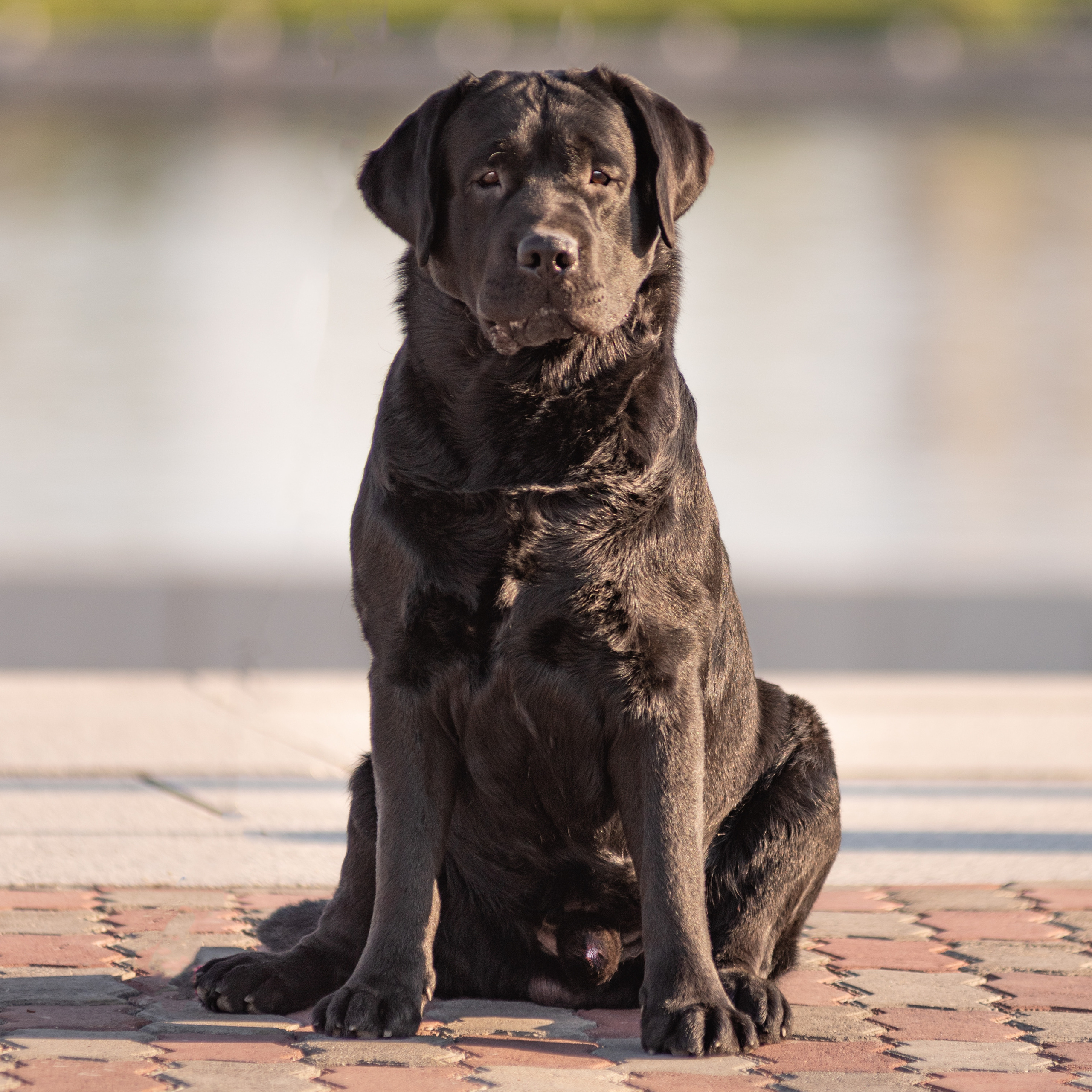 Лабрадор 07.06.2022