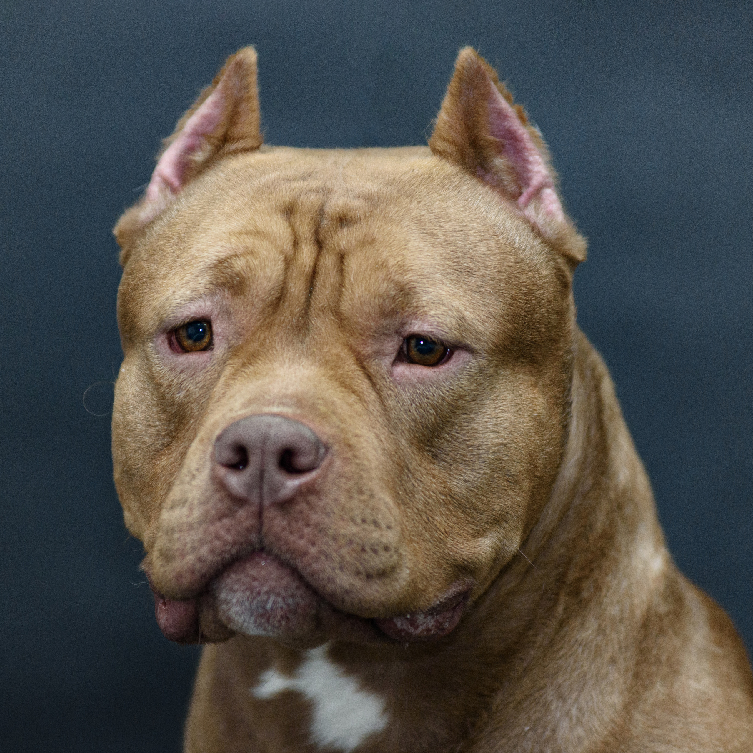 Американские булли 28.02.2023