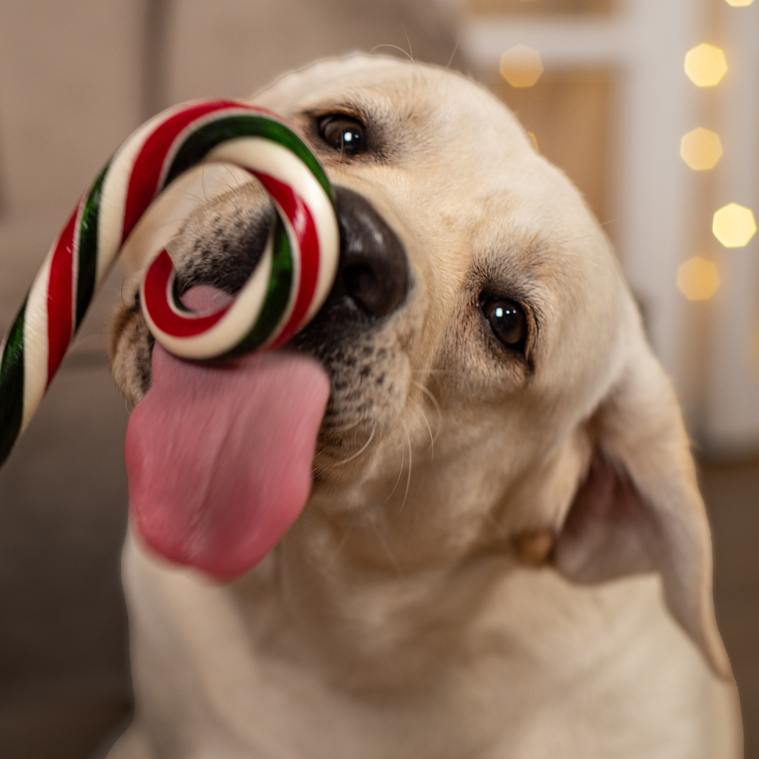 Кристина и Чика