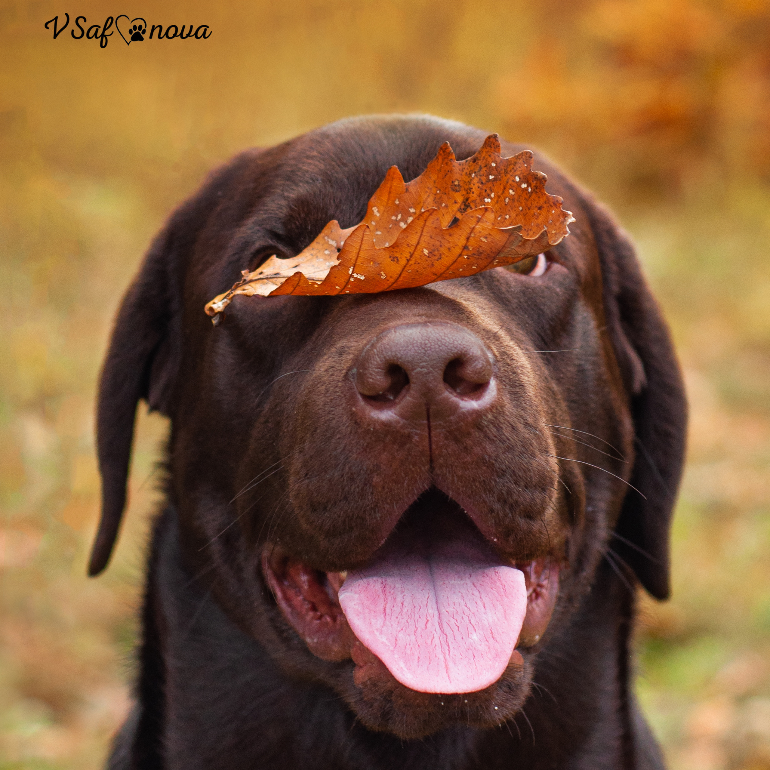 Отзывы. Фотограф анималист Благовещенск. Сафонова Виктория