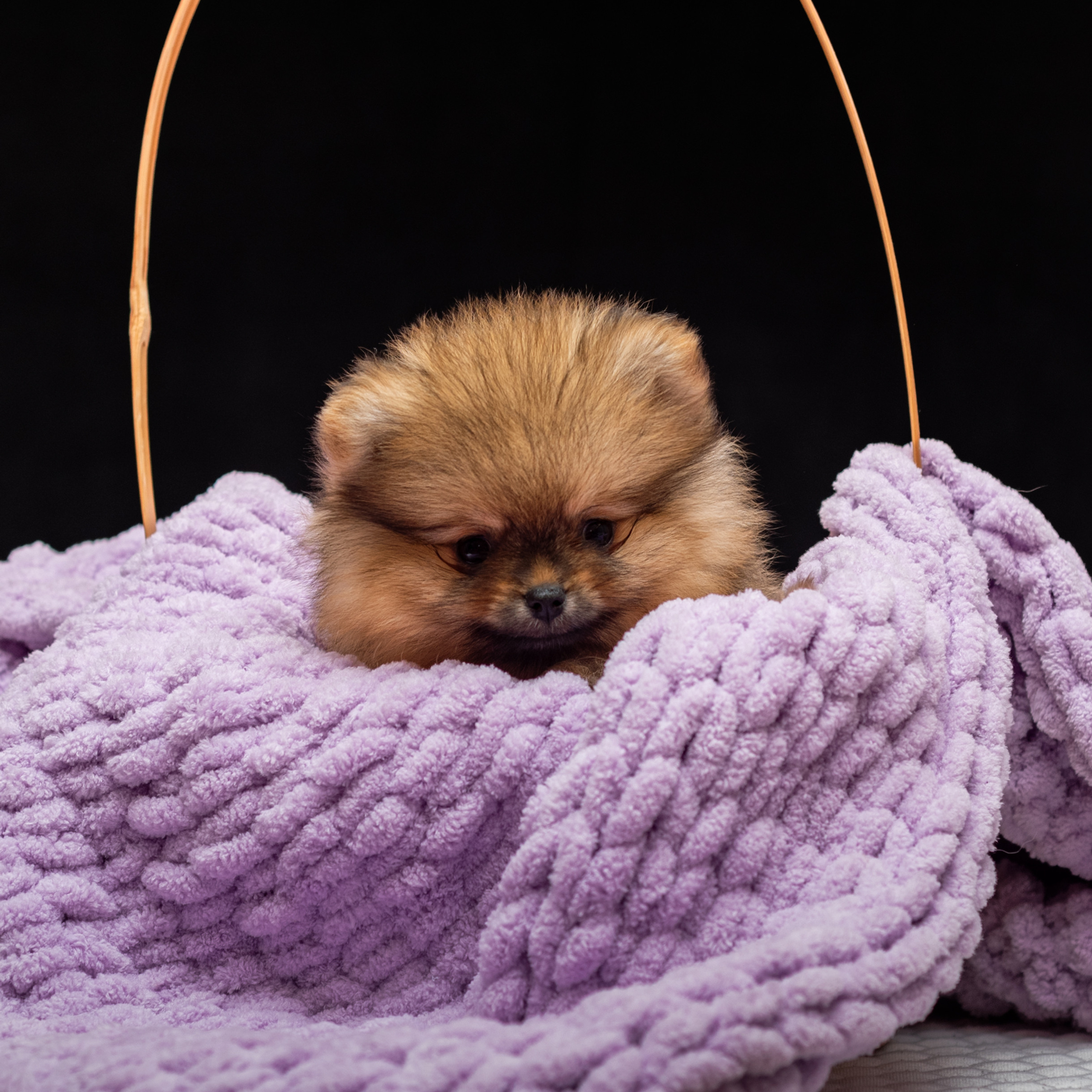 Шпицы 10.03.2023