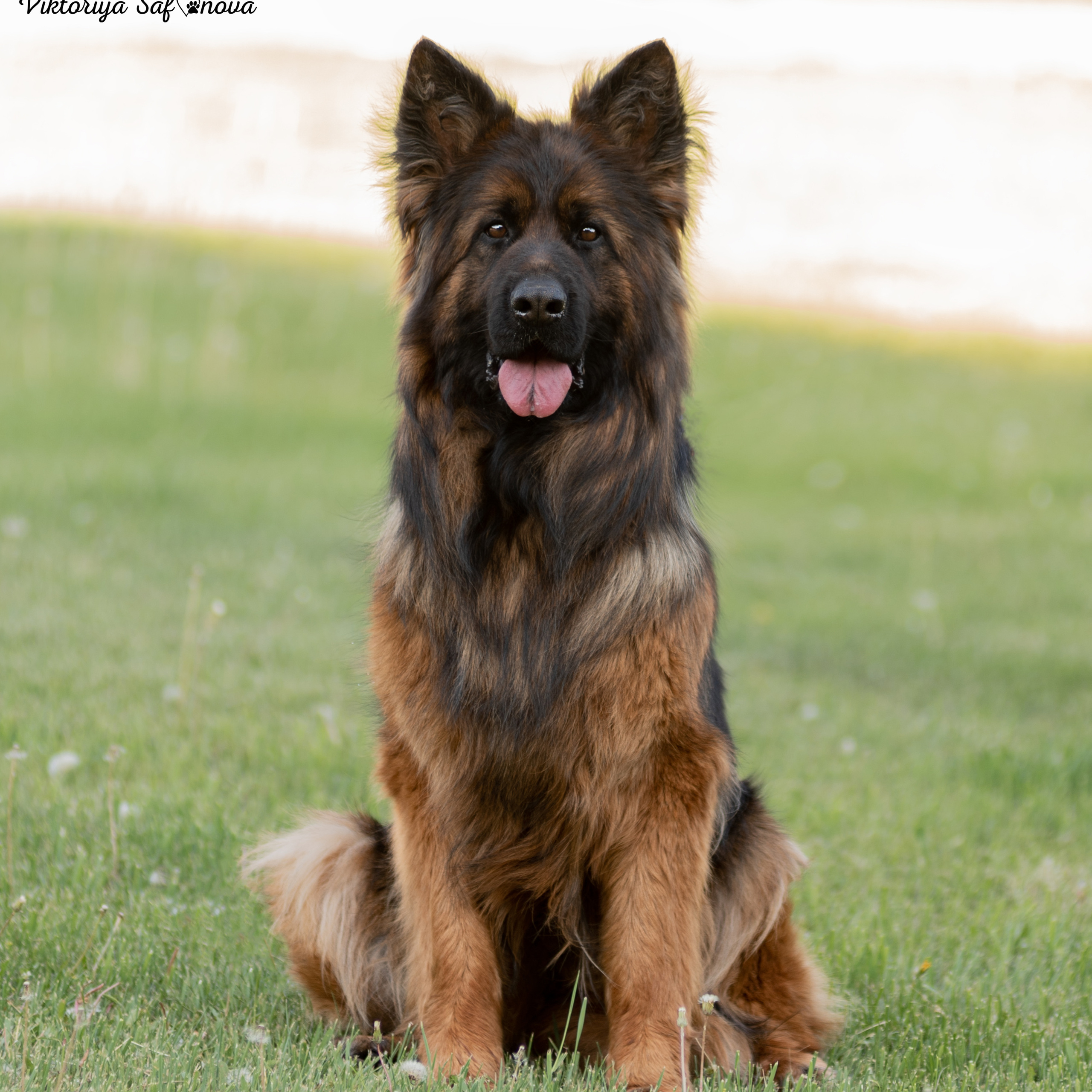 Немецкая овчарка 11.06.2022