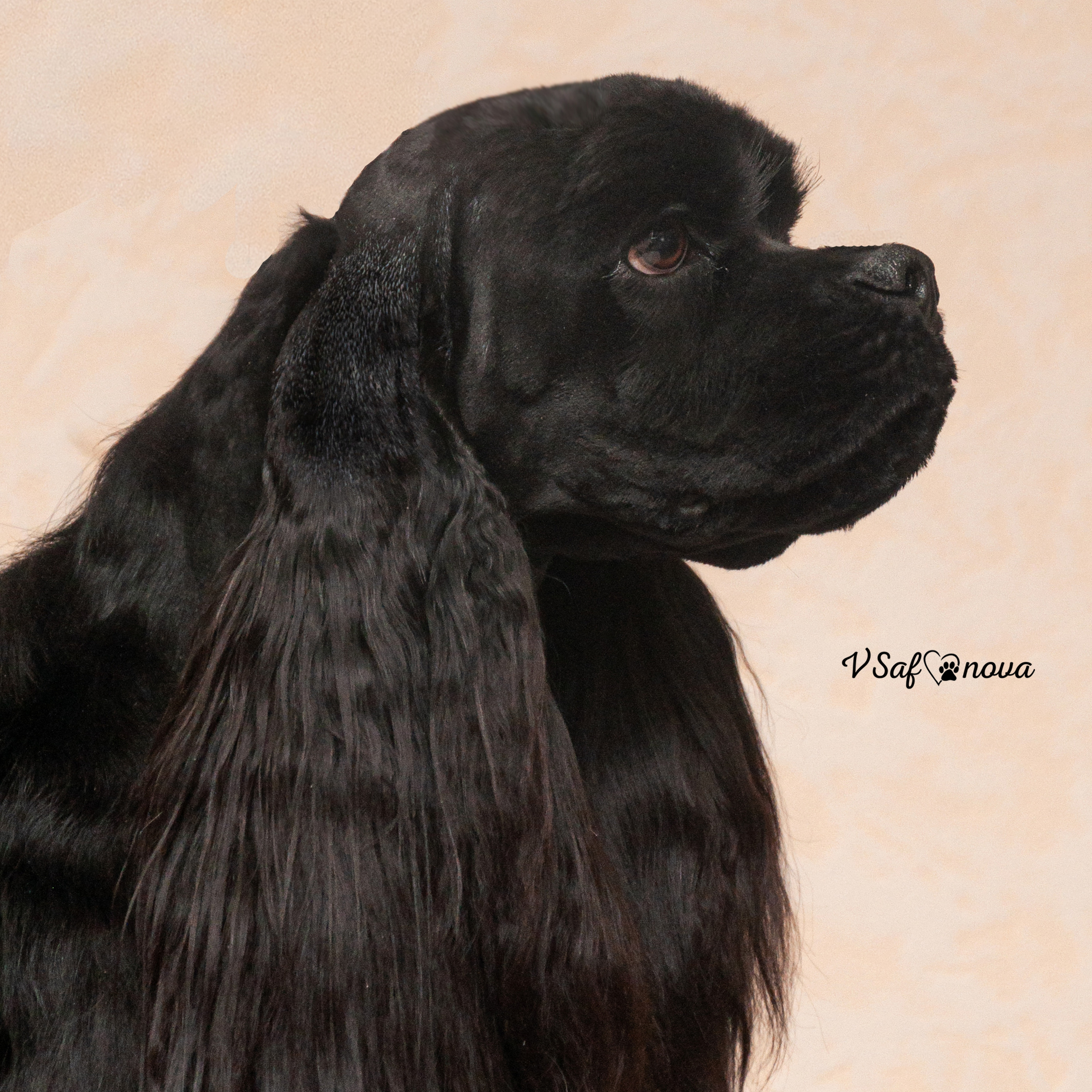 Американский кокер спаниель 26.03.2021