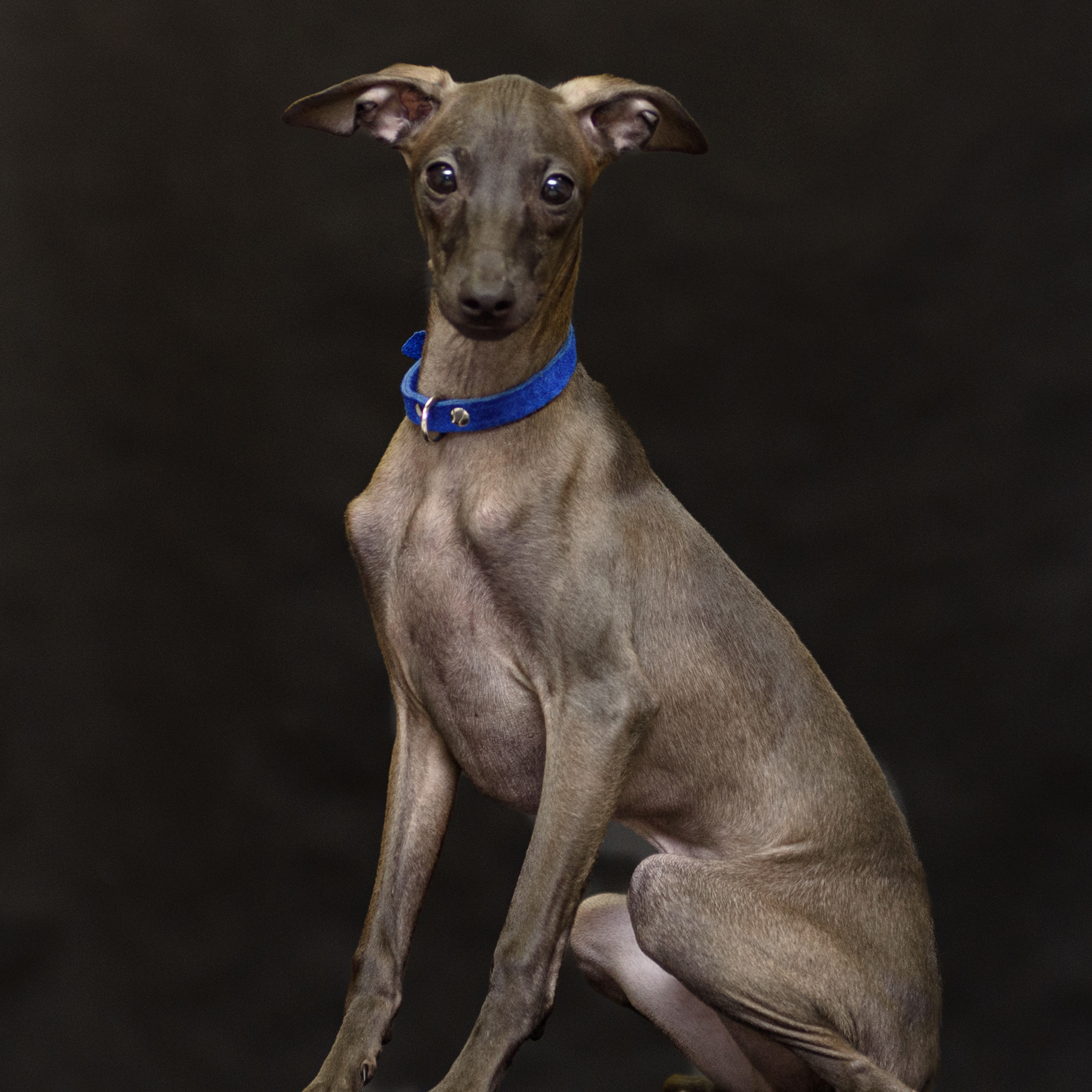 Левретки 20.03.2023