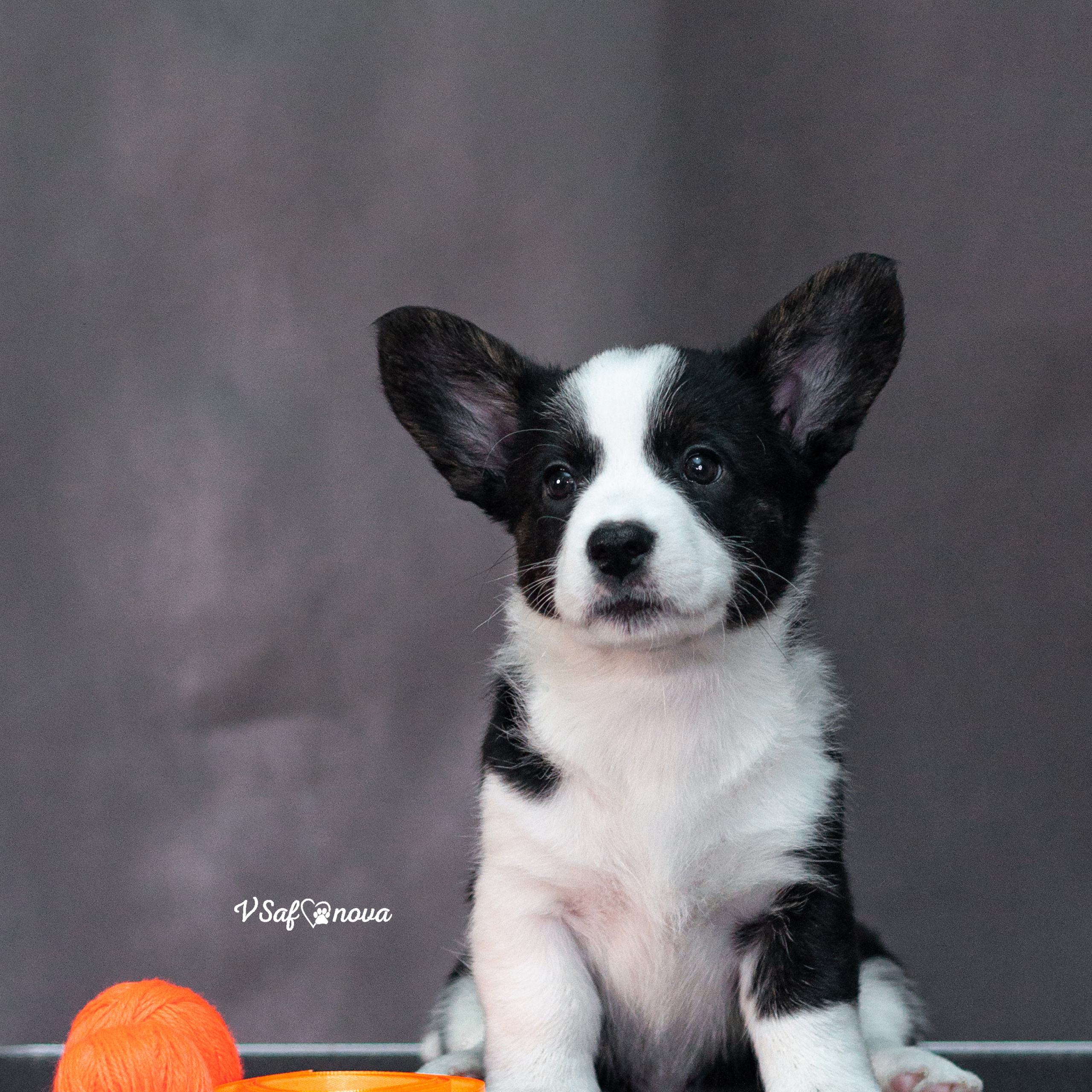 Вельш корги кардиган 30.05.2021