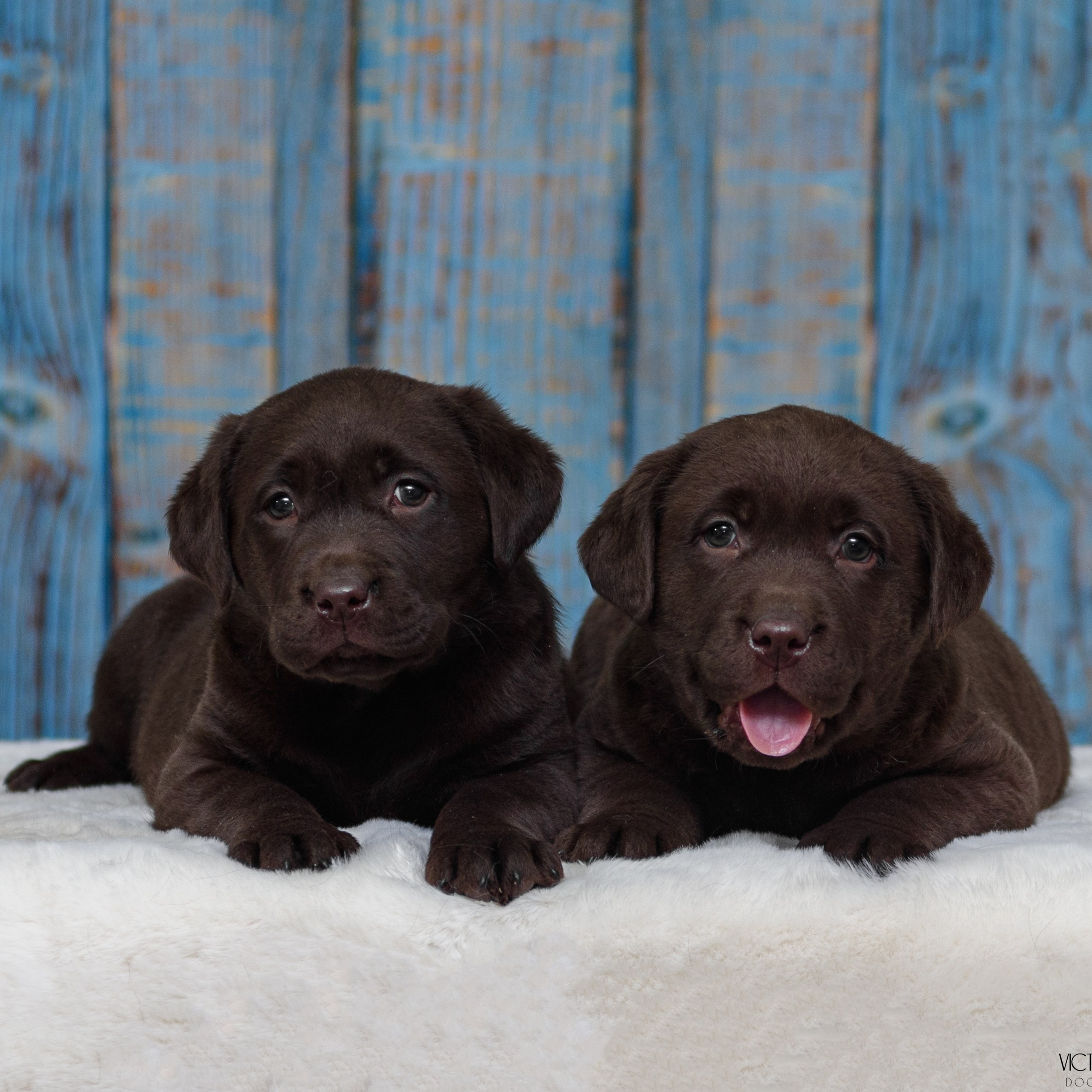 Лабродоры 15.05.2024