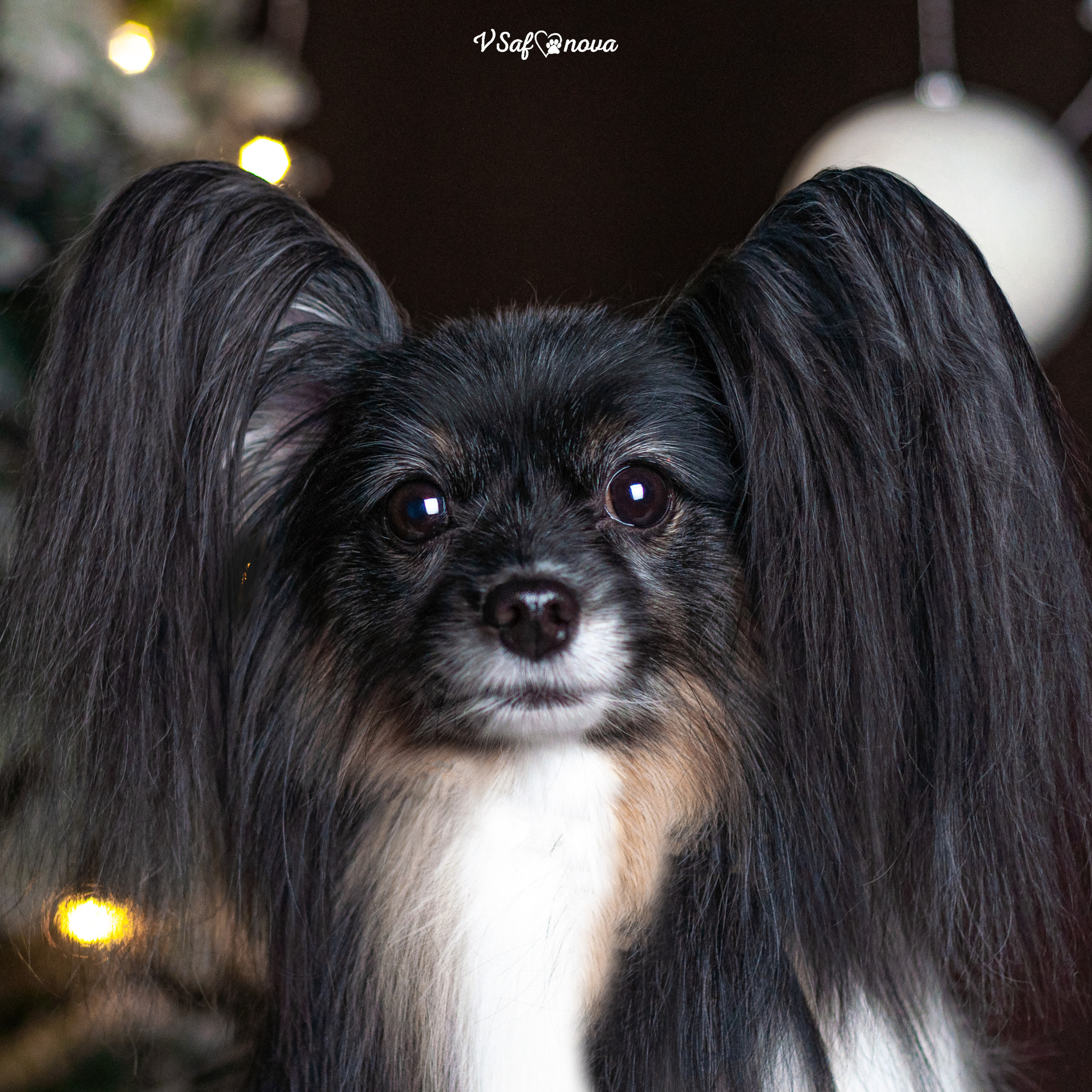 Шустрый и Федя