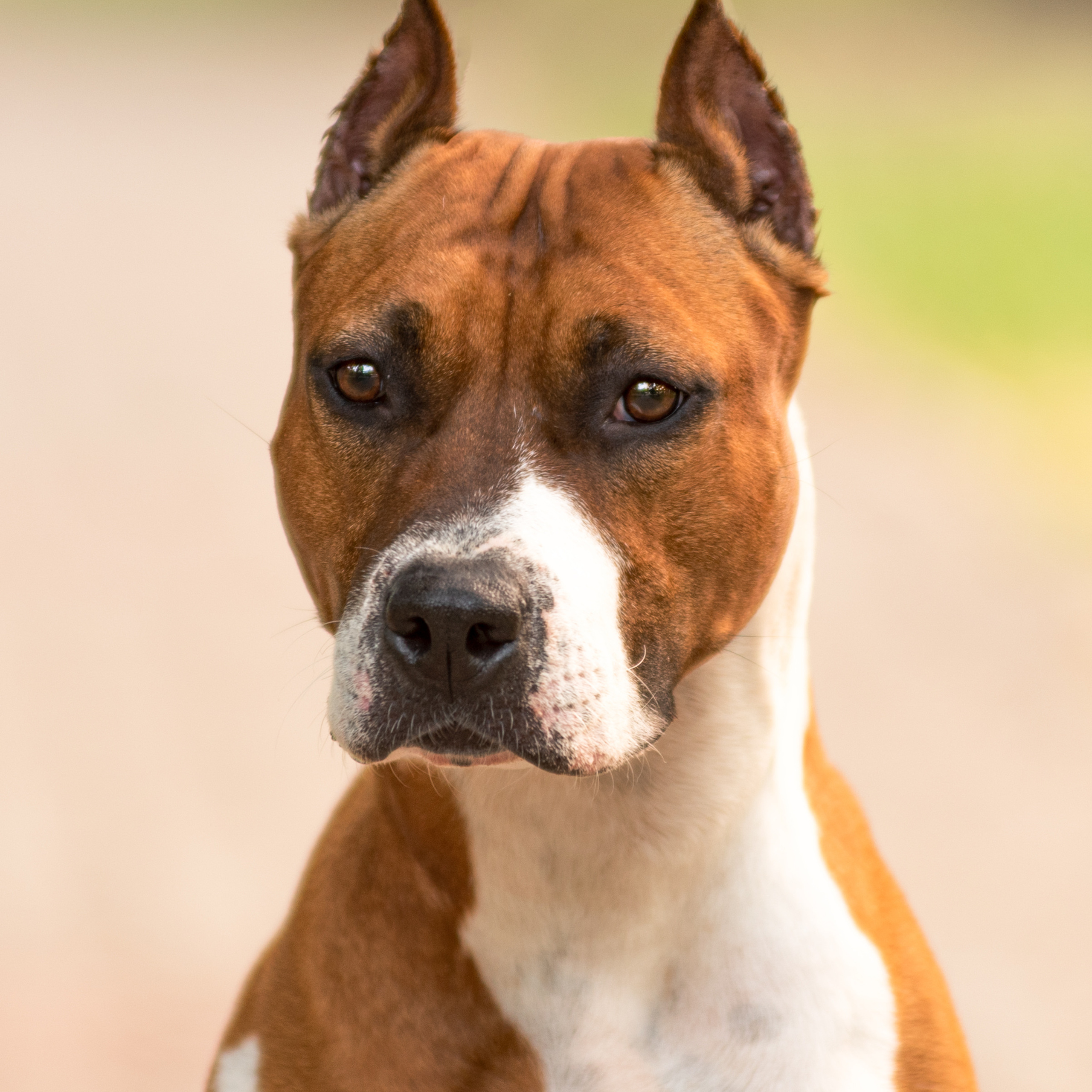 Американский стаффордширский терьер 14.06.2022