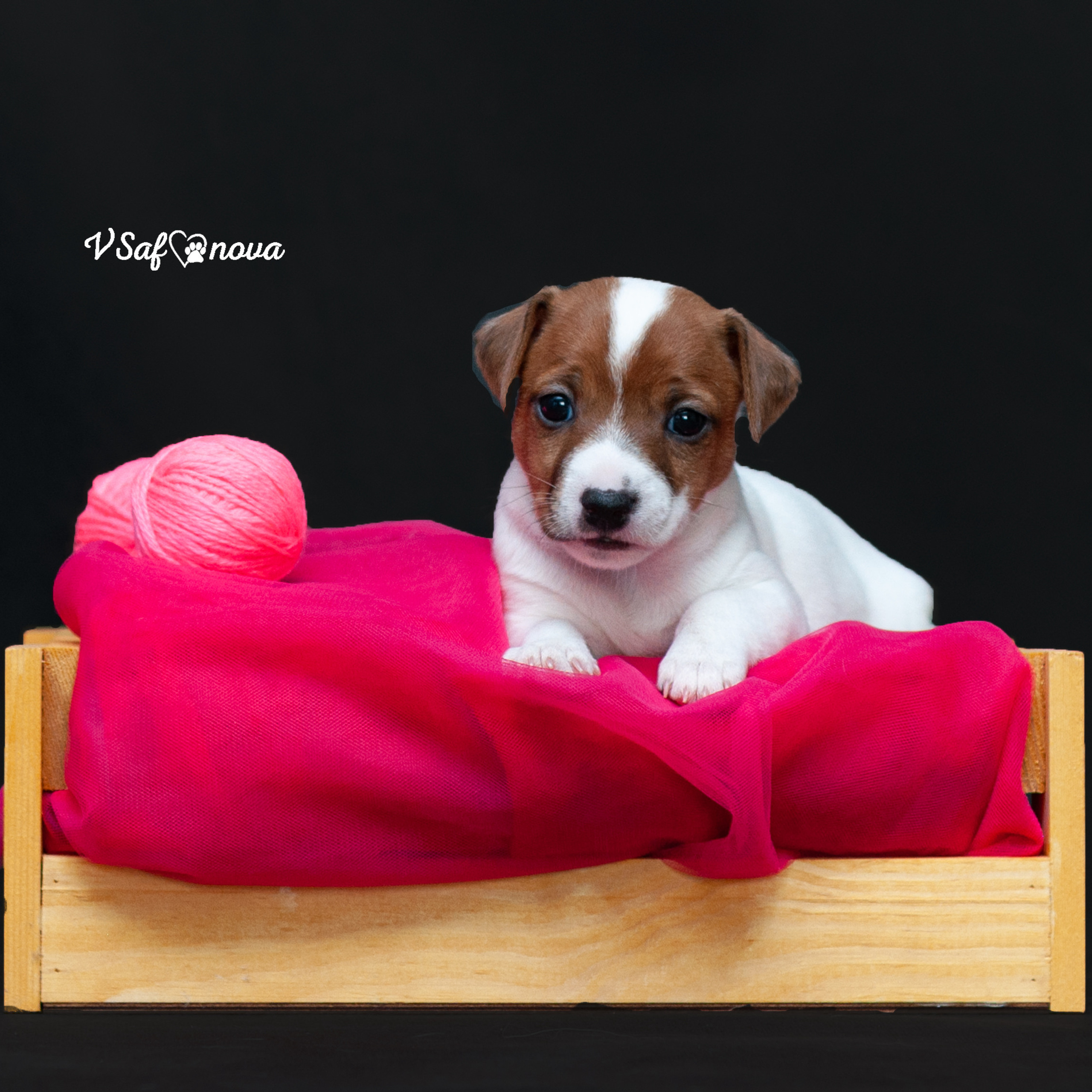 Рассел терьеры 11.09.2021