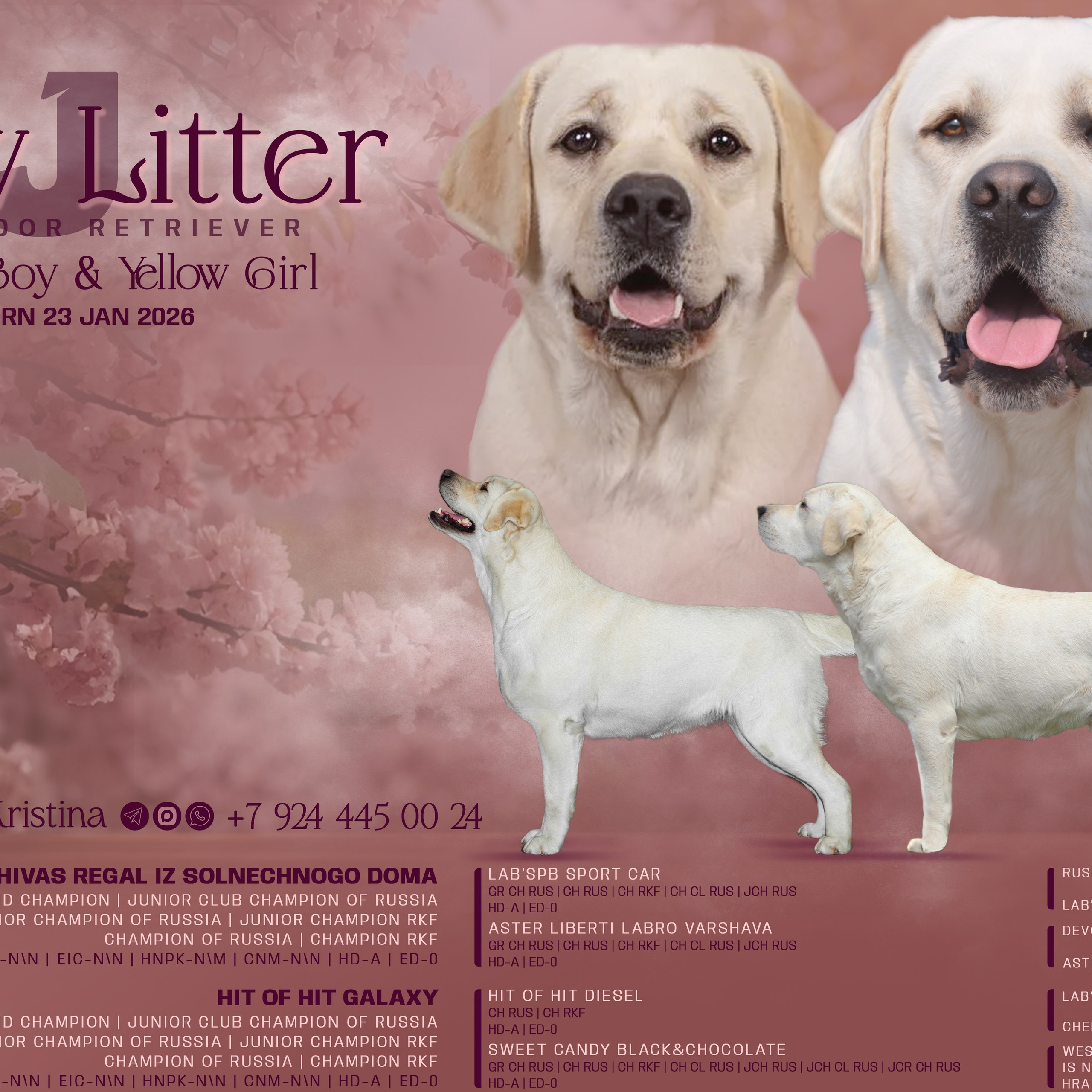 Анонсы помётов