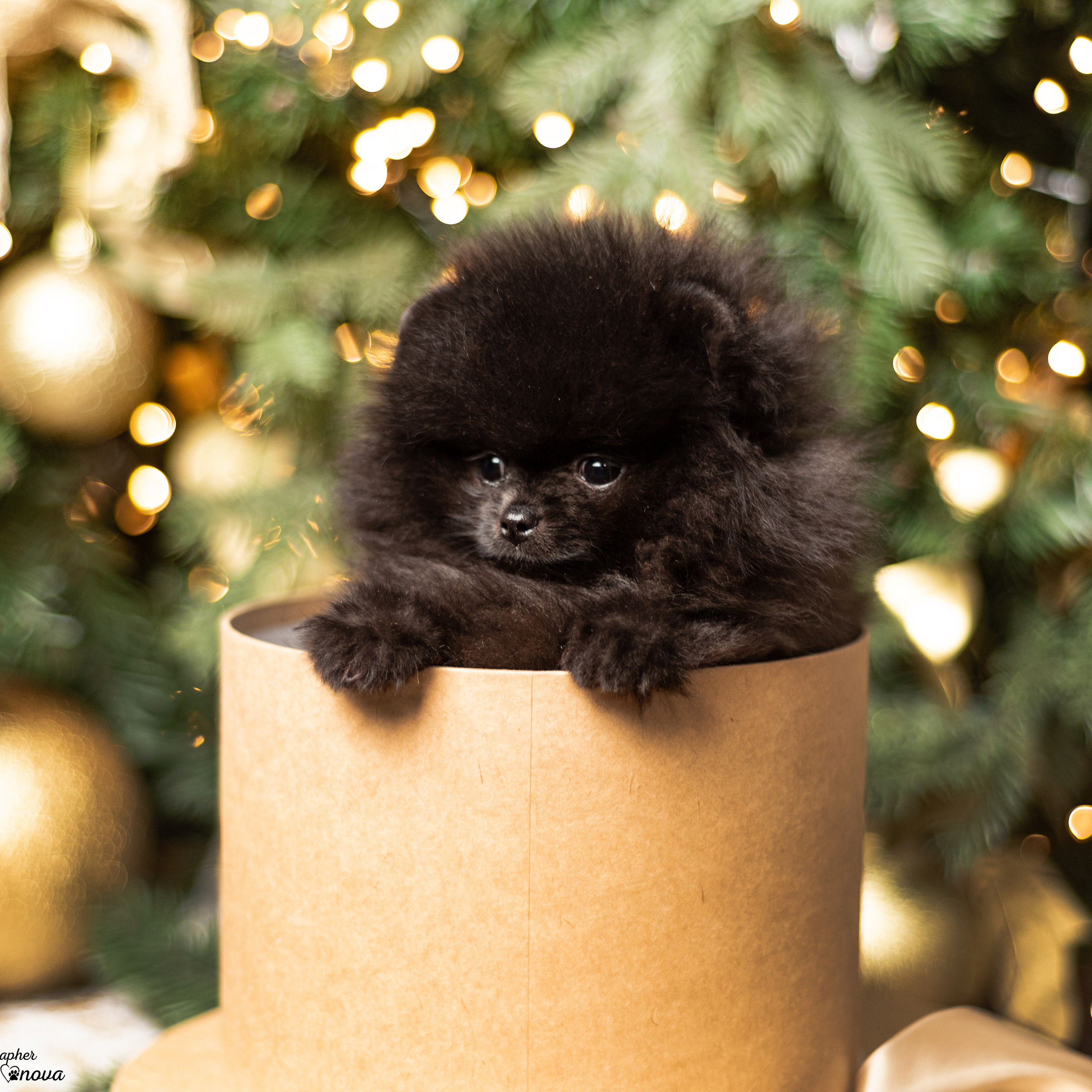 Тася, Мишель и шпицы