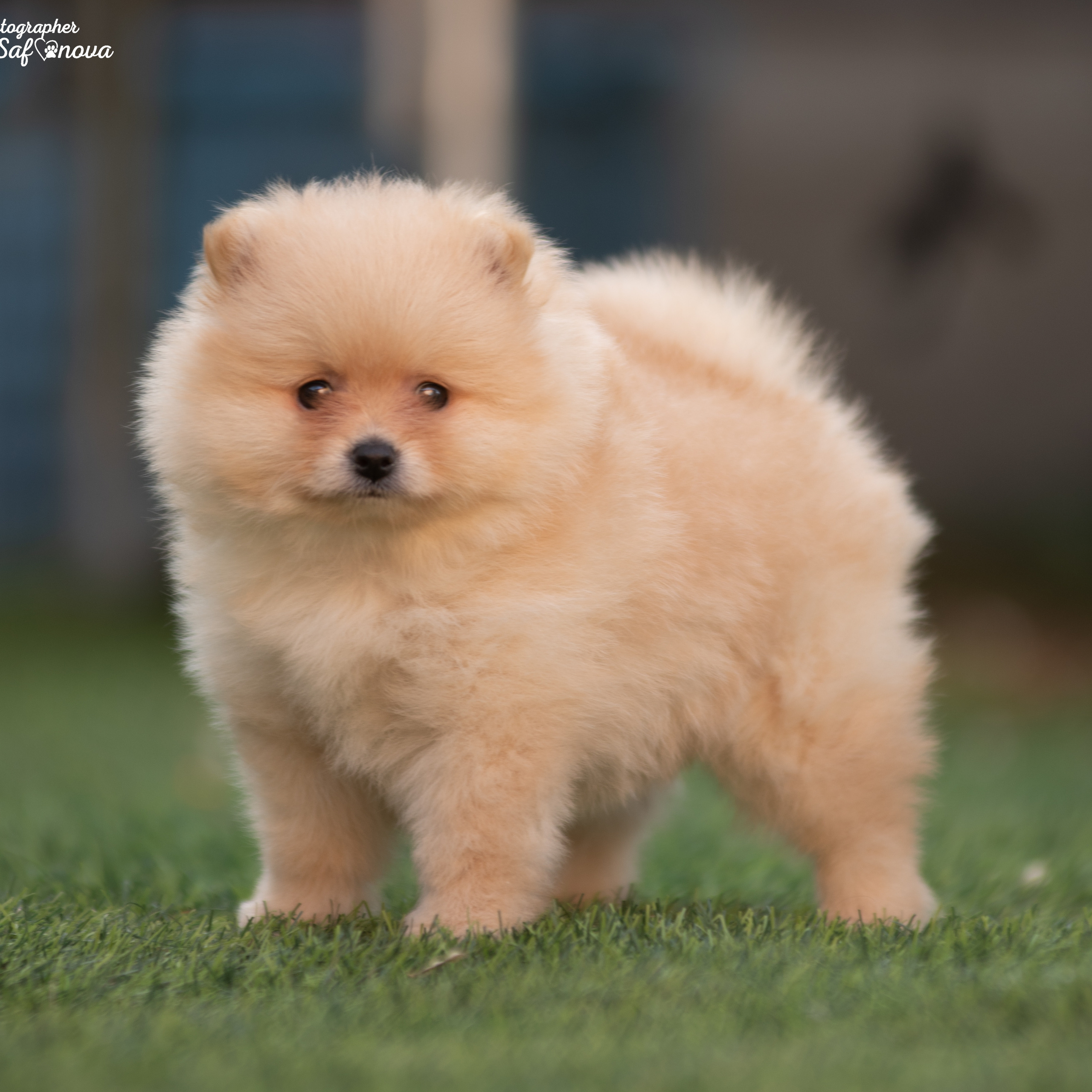 Немецкий шпиц 11.06.2022