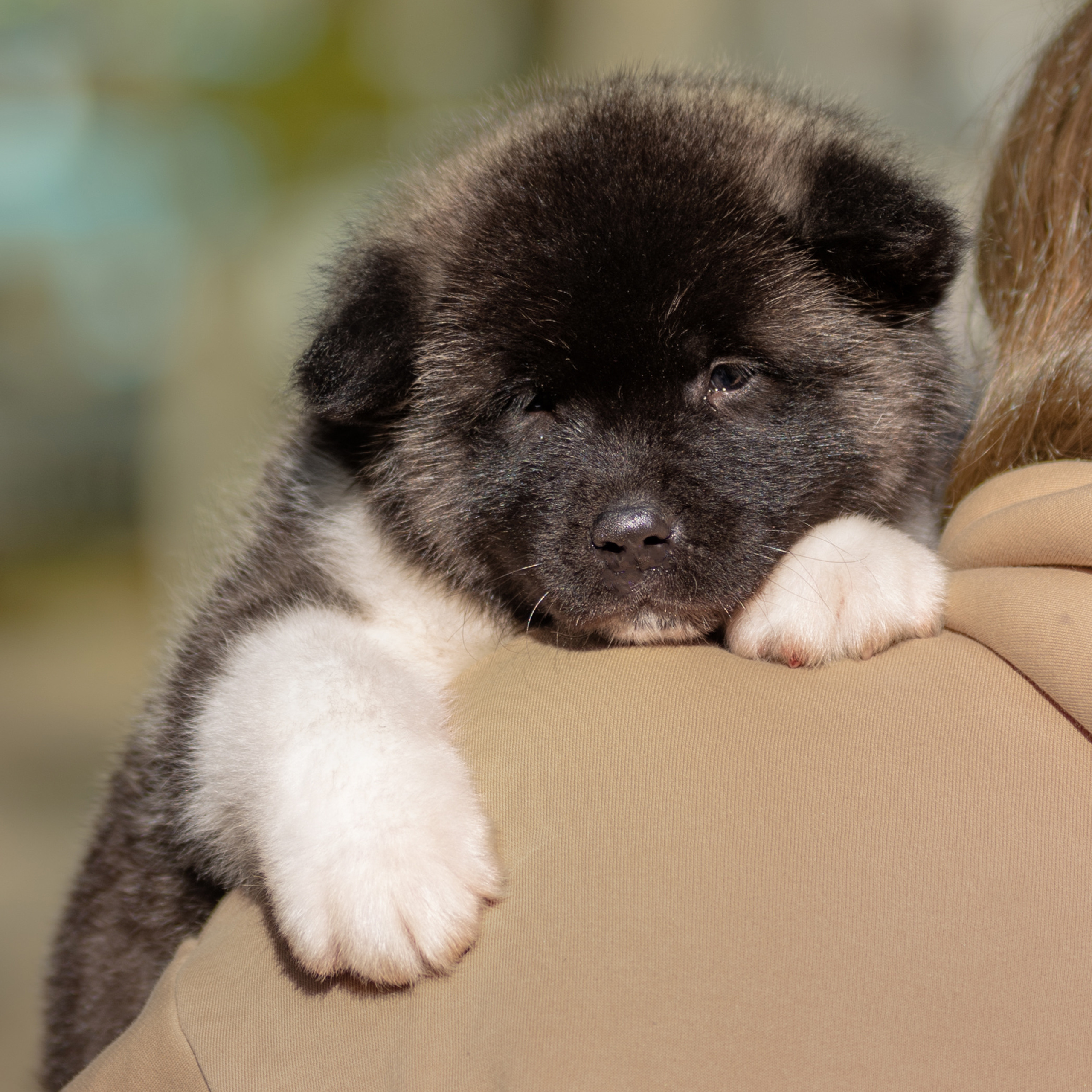 Американские акиты 24.09.2022