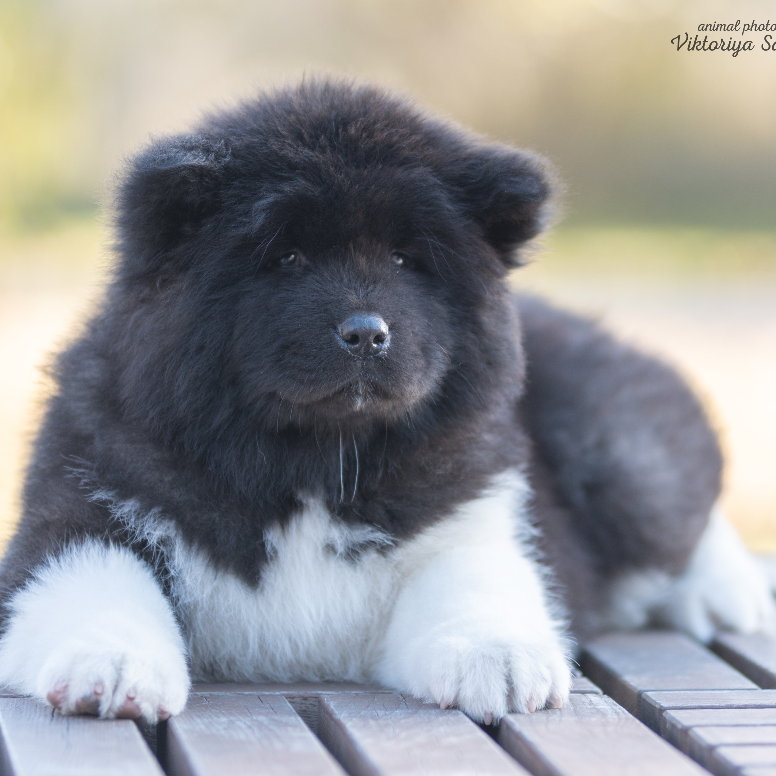 Американские акиты 10.10.2022