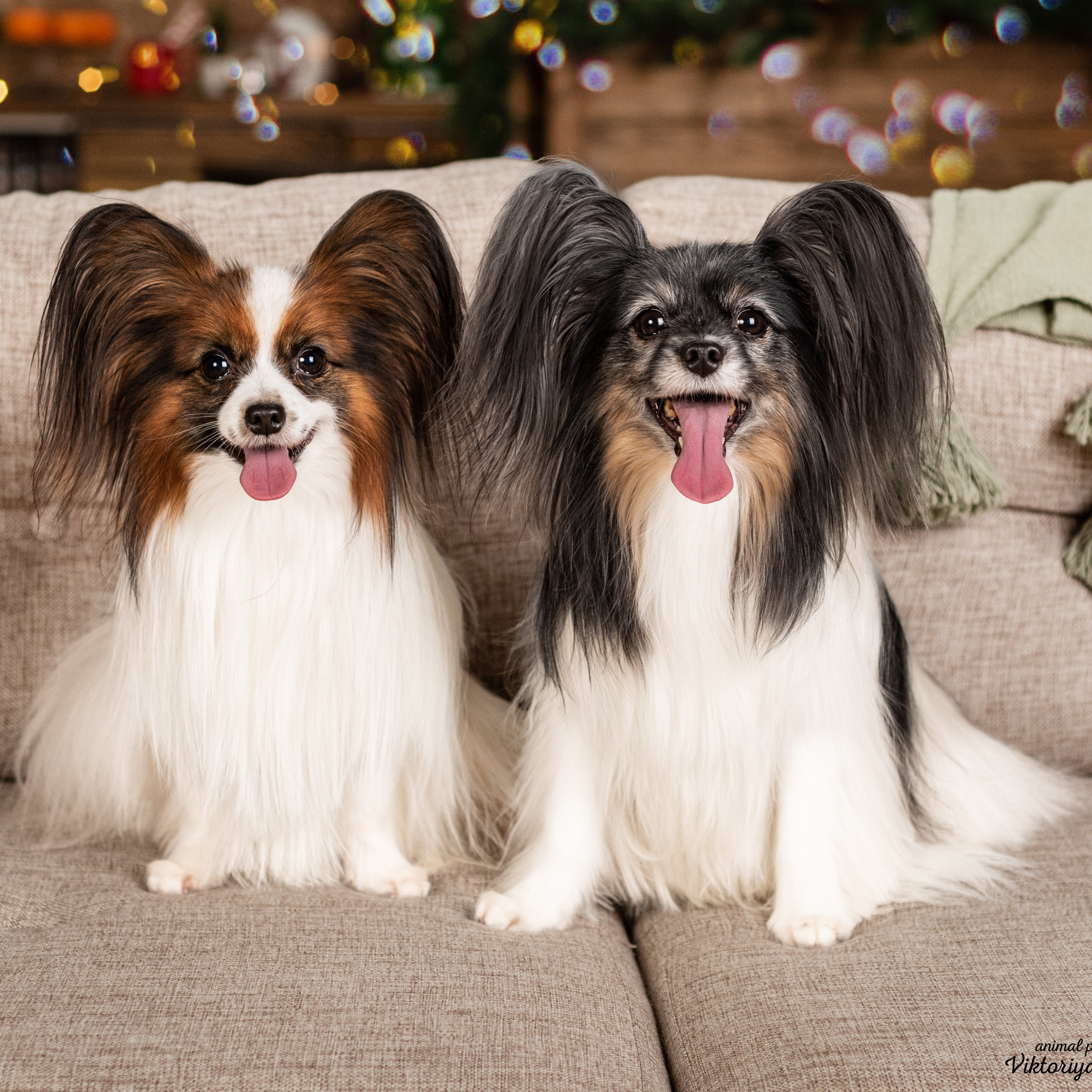 Федя и Шустрый