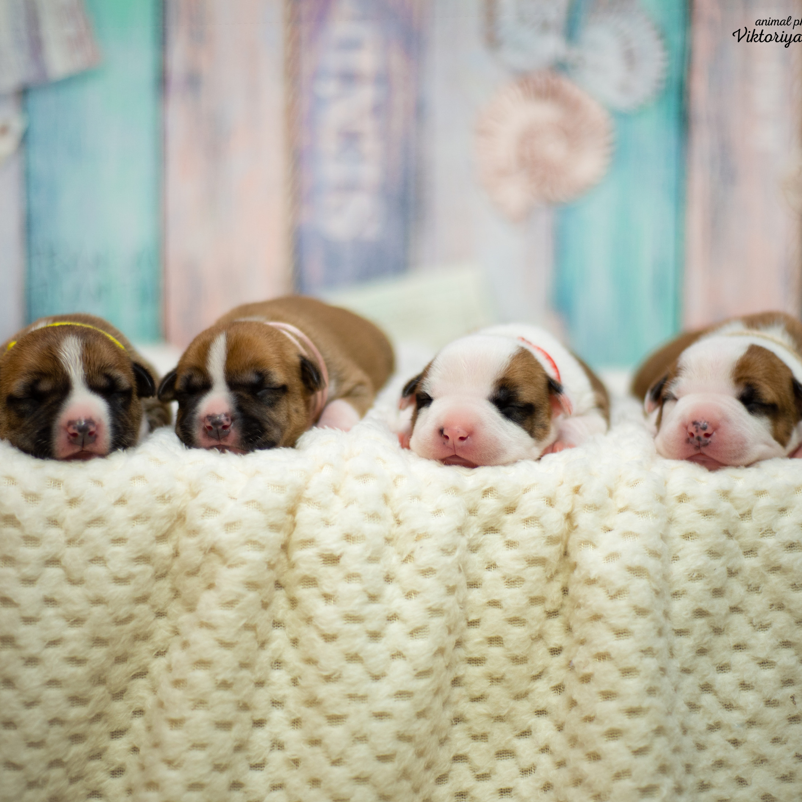 Отзывы. Фотограф анималист Благовещенск. Сафонова Виктория